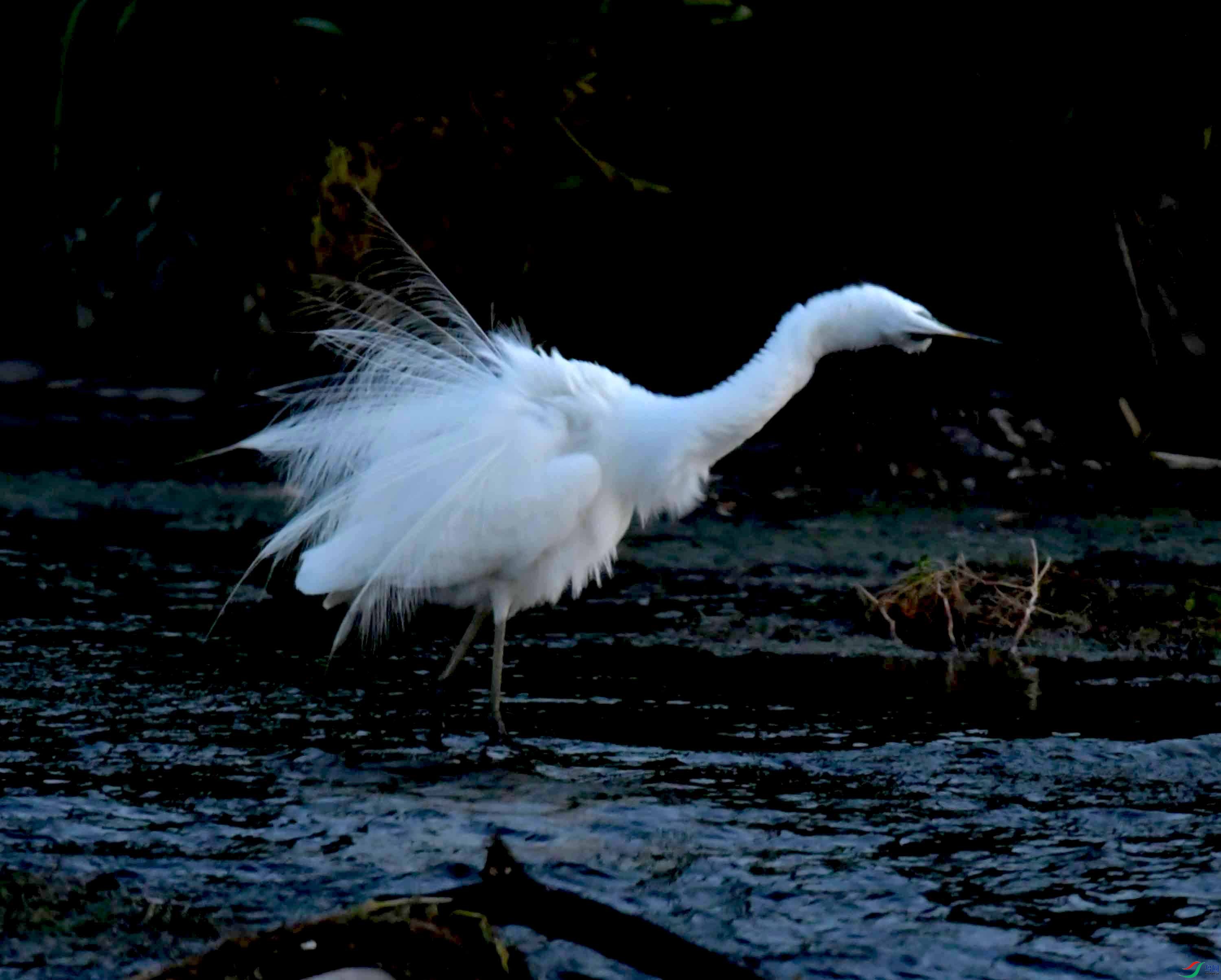 NIKON CORPORATION NIKON D500 -5568x3712-655616.JPEG