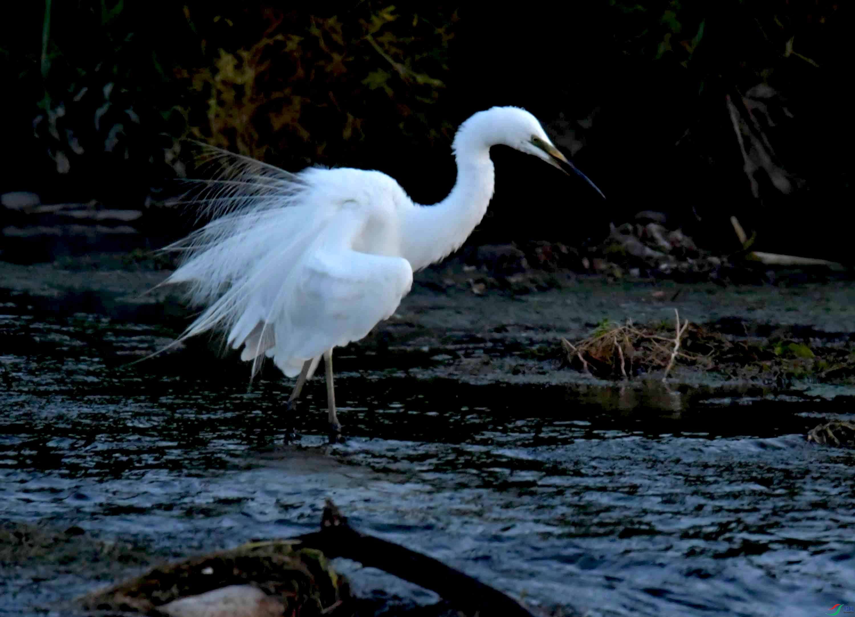 NIKON CORPORATION NIKON D500 -5568x3712-598208.JPEG