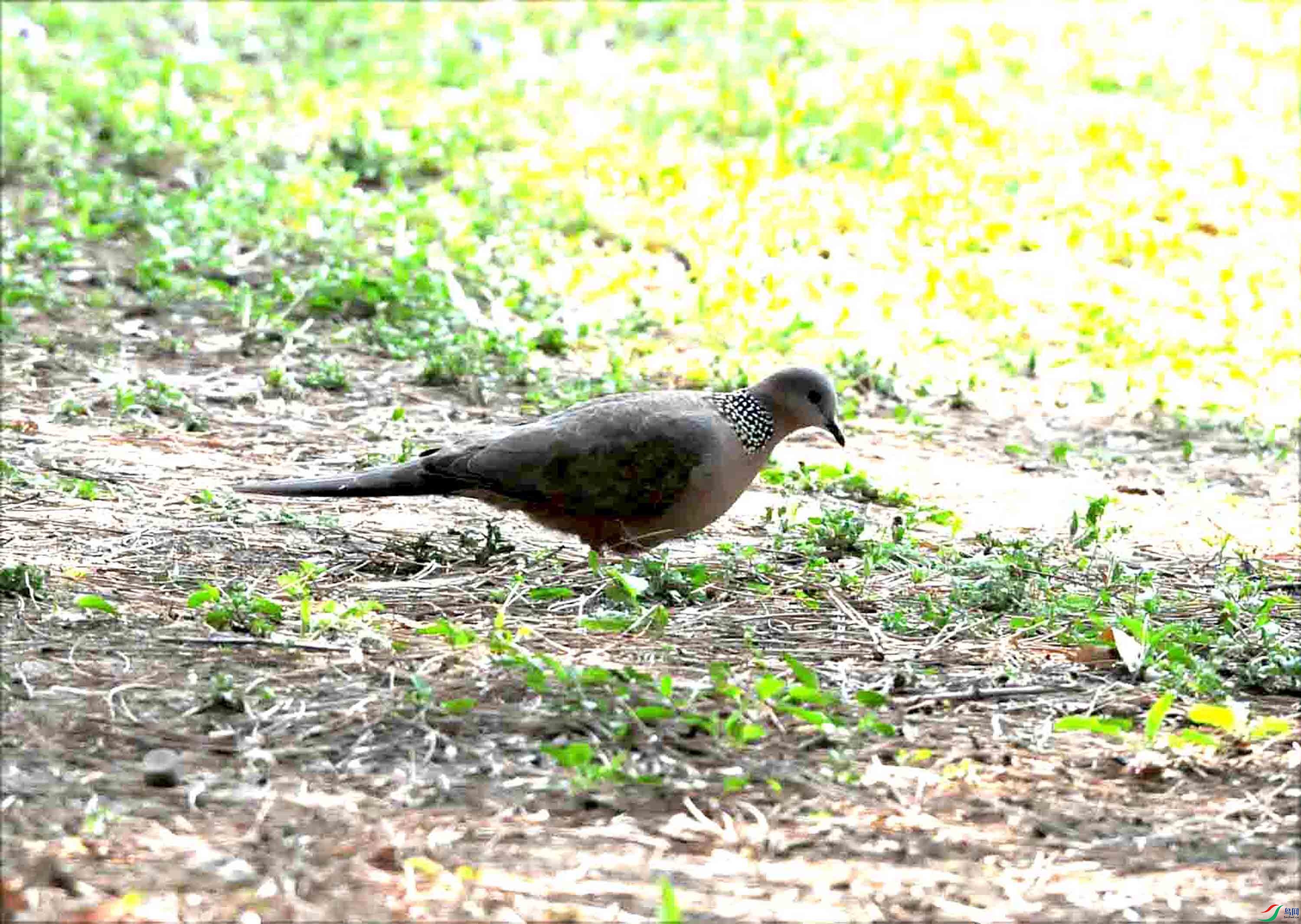 DSC_7031.JPG
