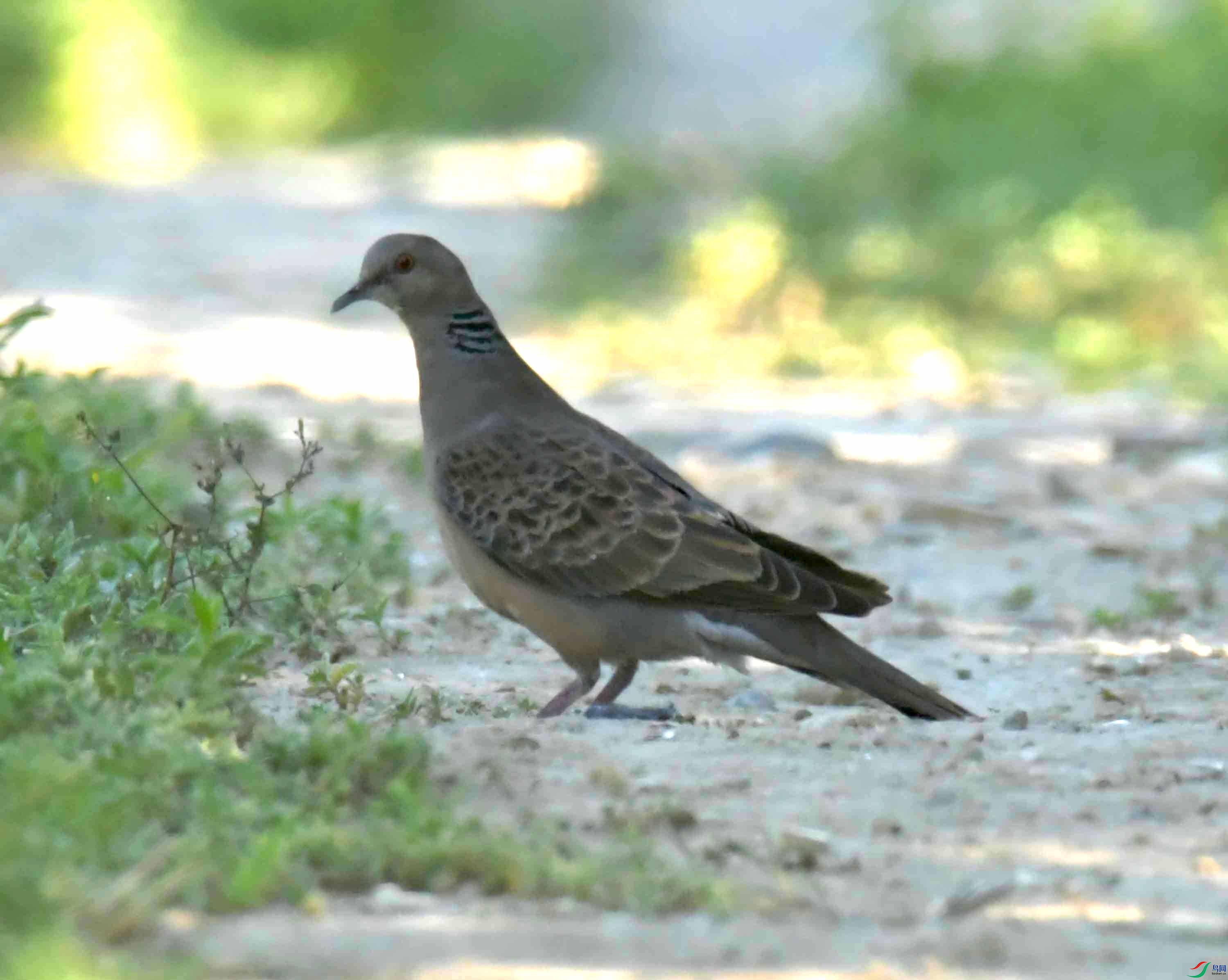 NIKON CORPORATION NIKON D500 -5568x3712-6896256.JPEG