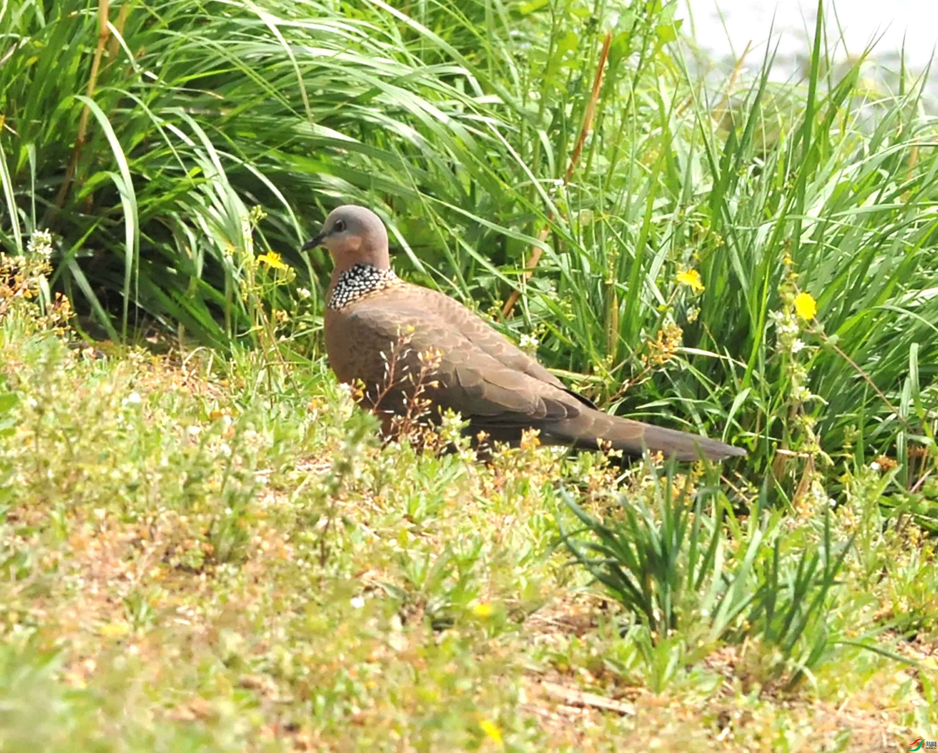 DSC_7837.JPG