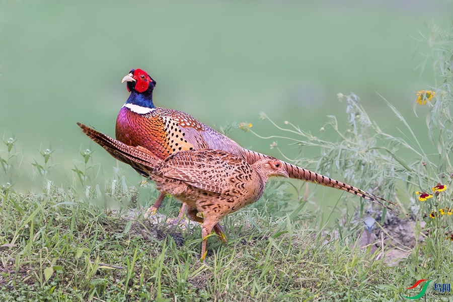 ������----��ɪ��г