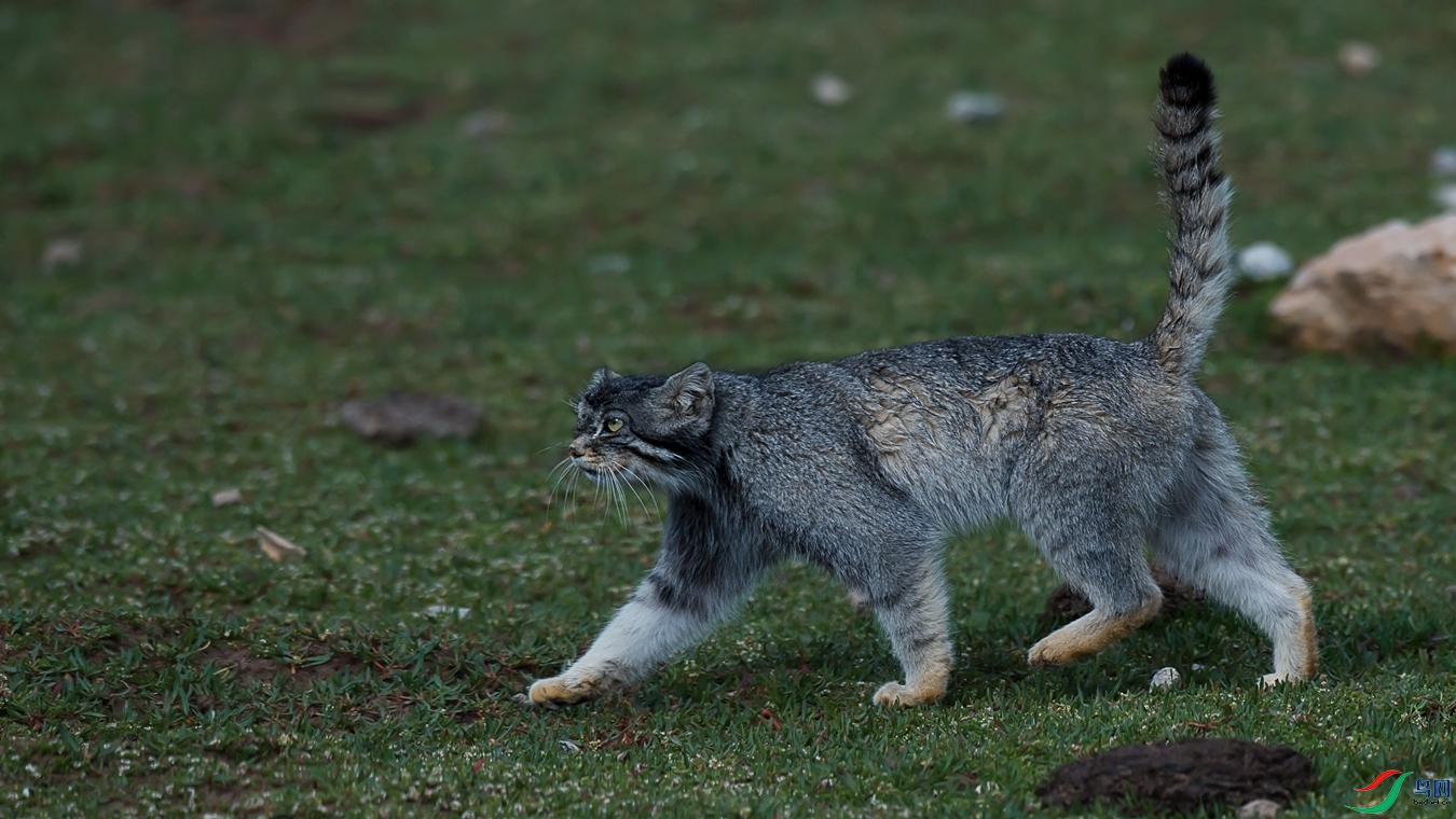 DSC_3530 - ����.jpg