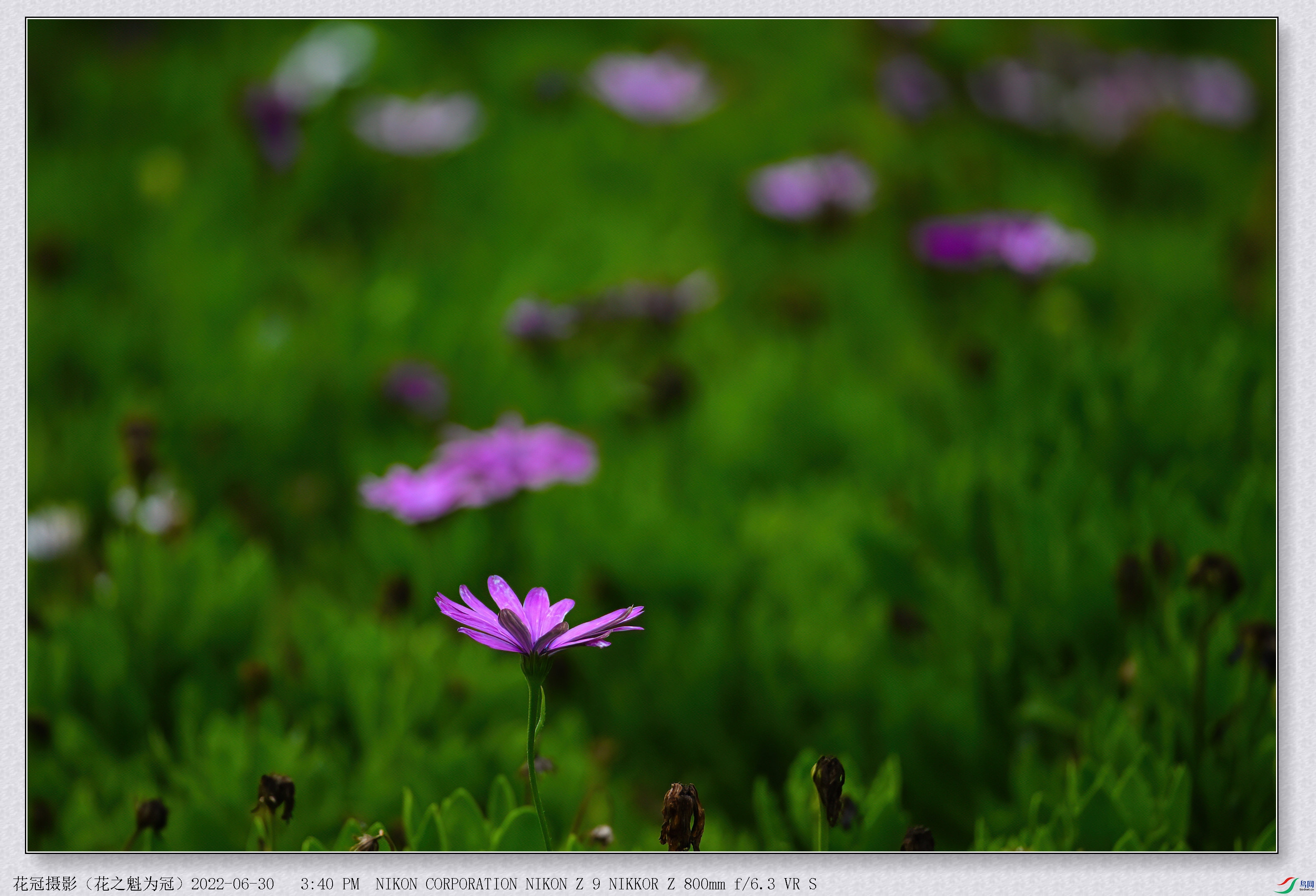 DSC_7575B-1-DeNoiseAI-low-light_����.jpg