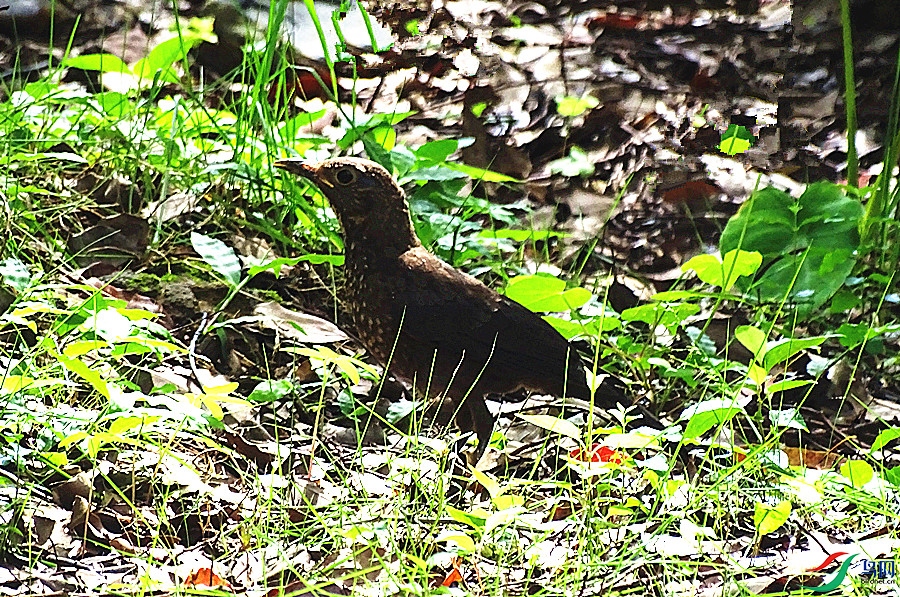 DSC02185.JPG