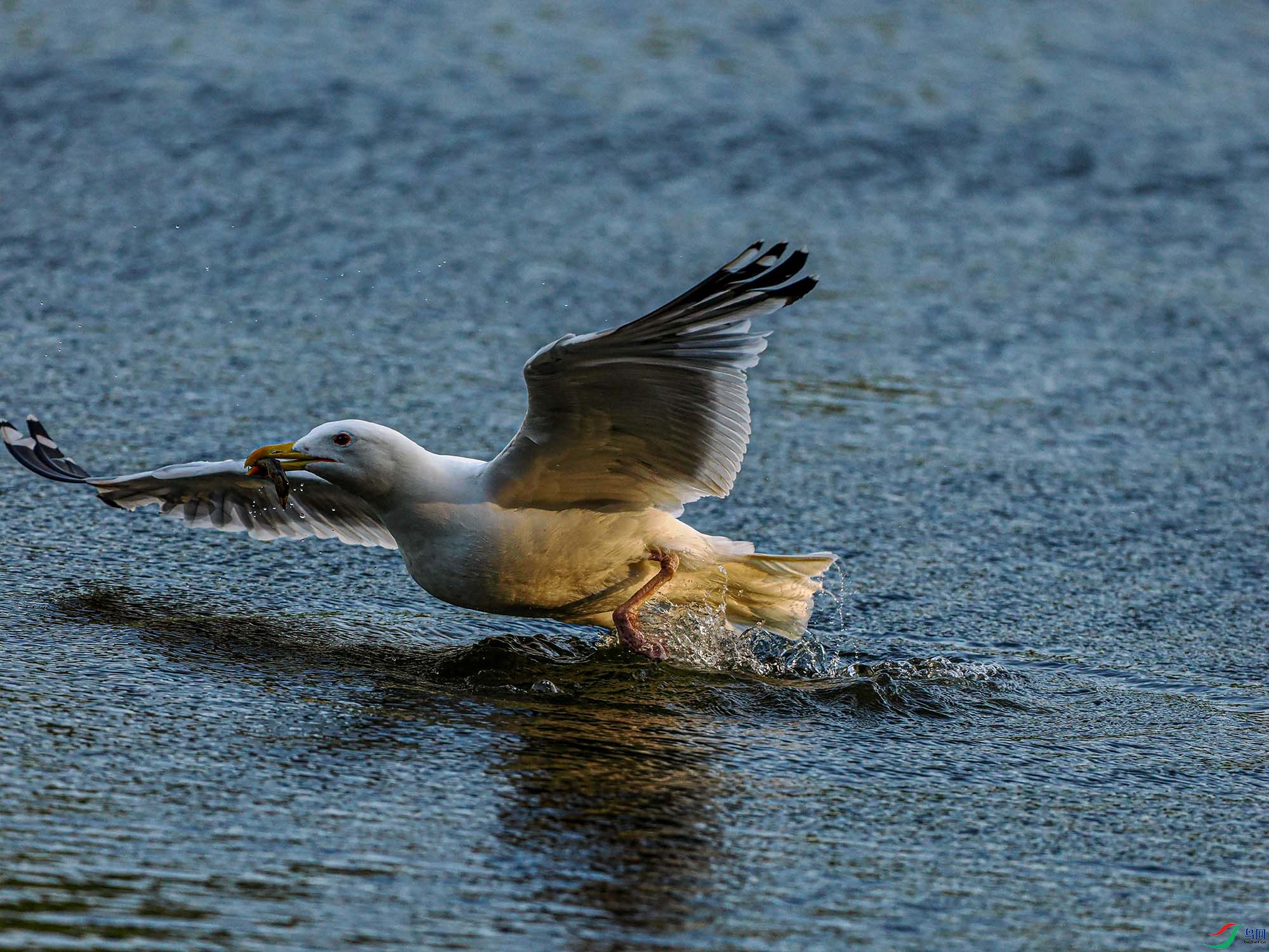 P7101775 ����.jpg