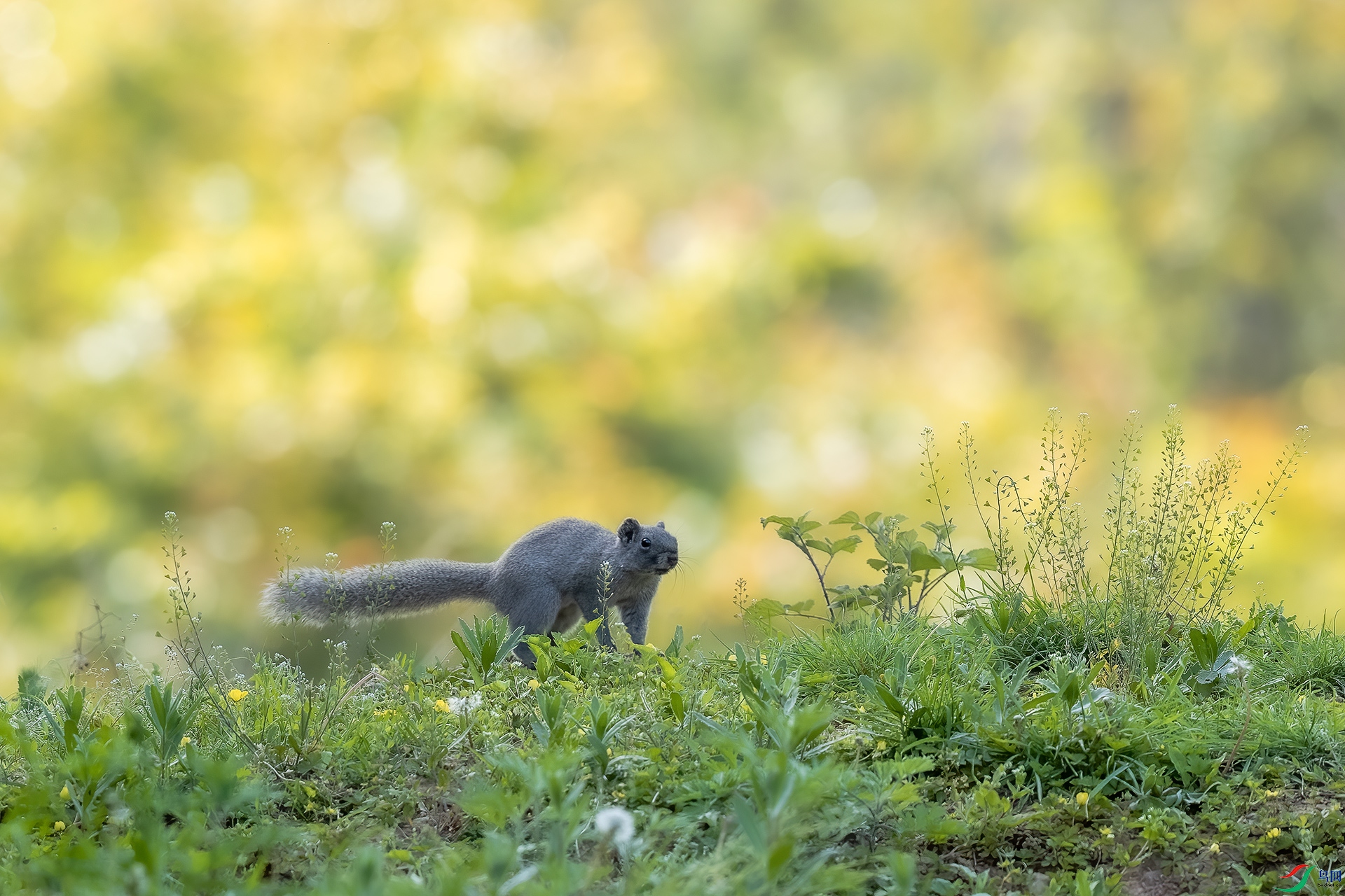 鸟网>论坛>>综合主题区>>野生动物版>>松鼠>