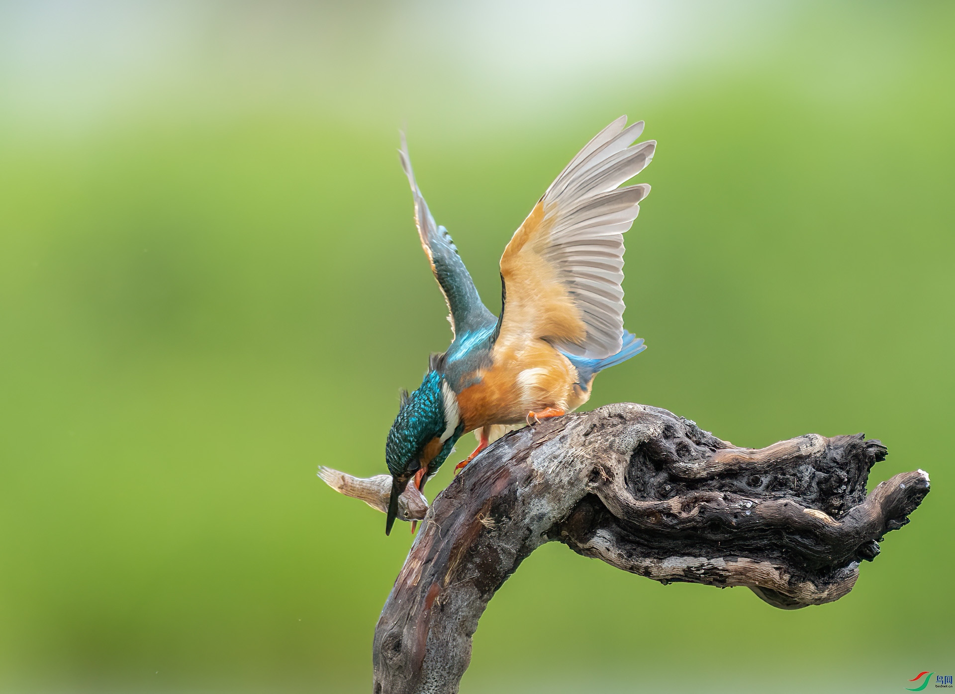 DSC_0592 ����.jpg