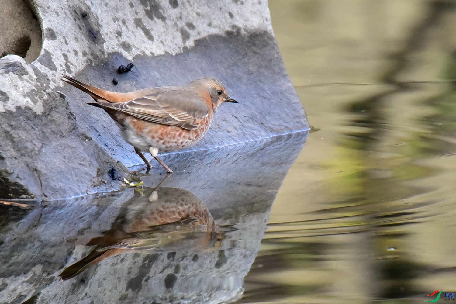 DSC_6963.JPG