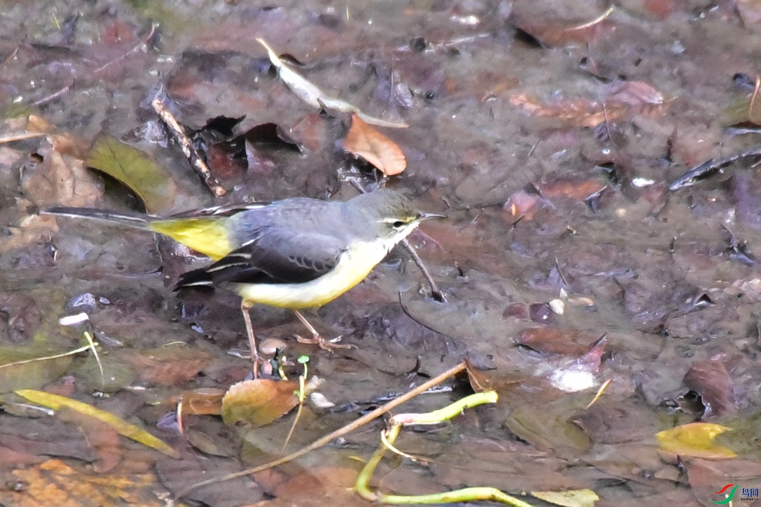 DSC_7031.JPG