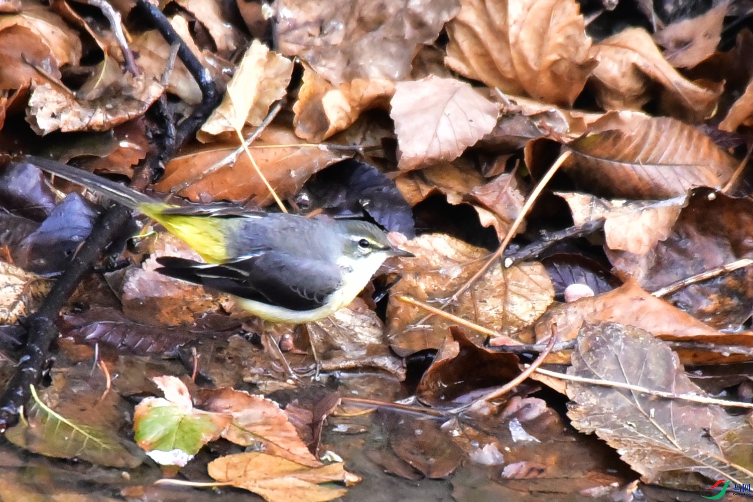 DSC_7043.JPG