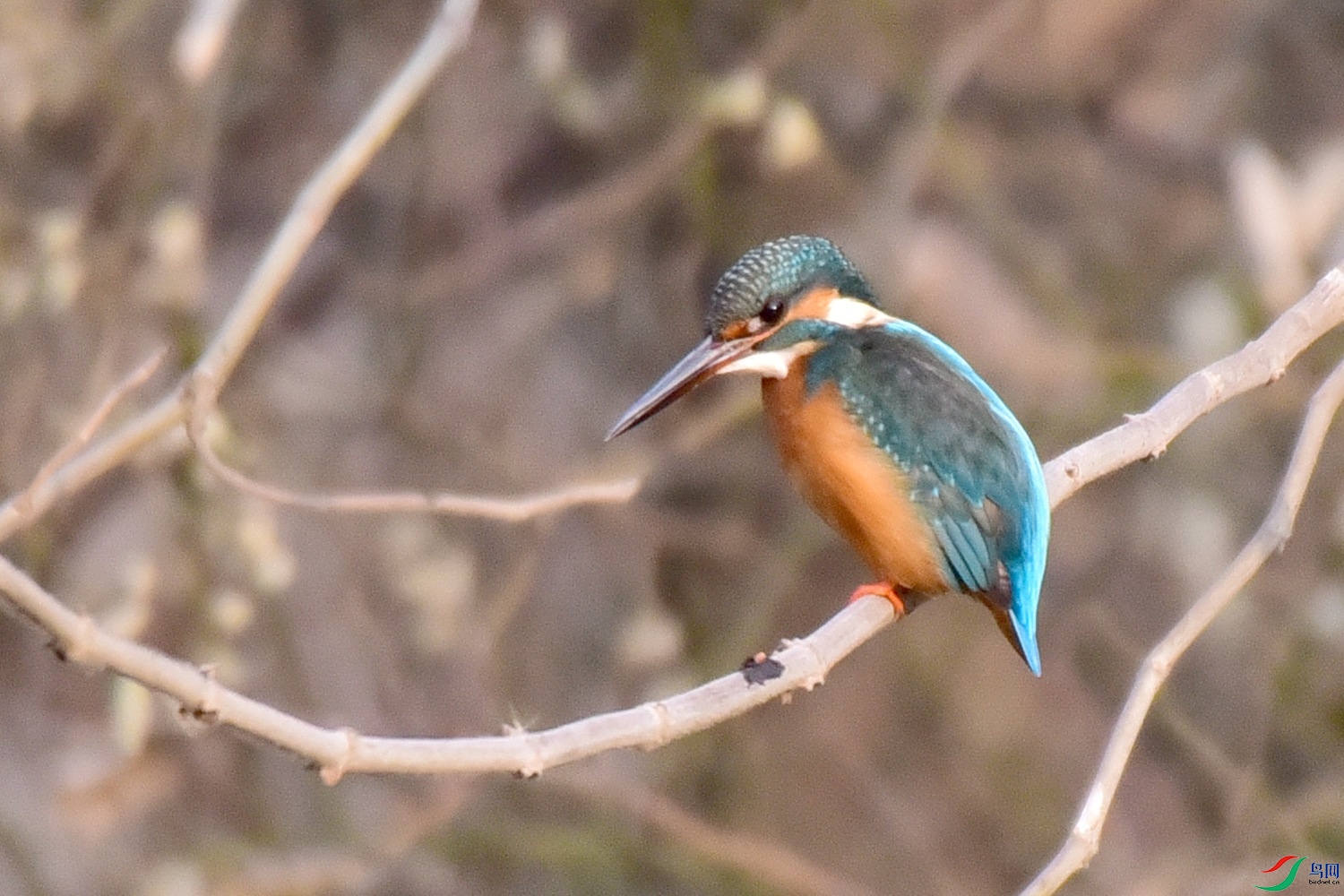 DSC_9514.JPG