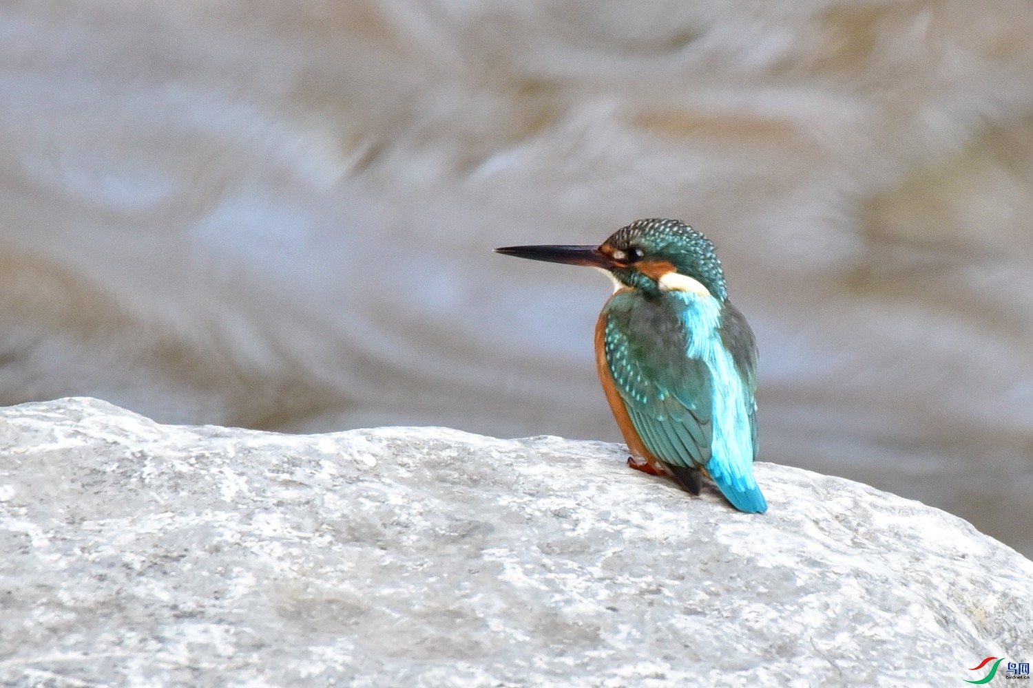 DSC_9558.JPG