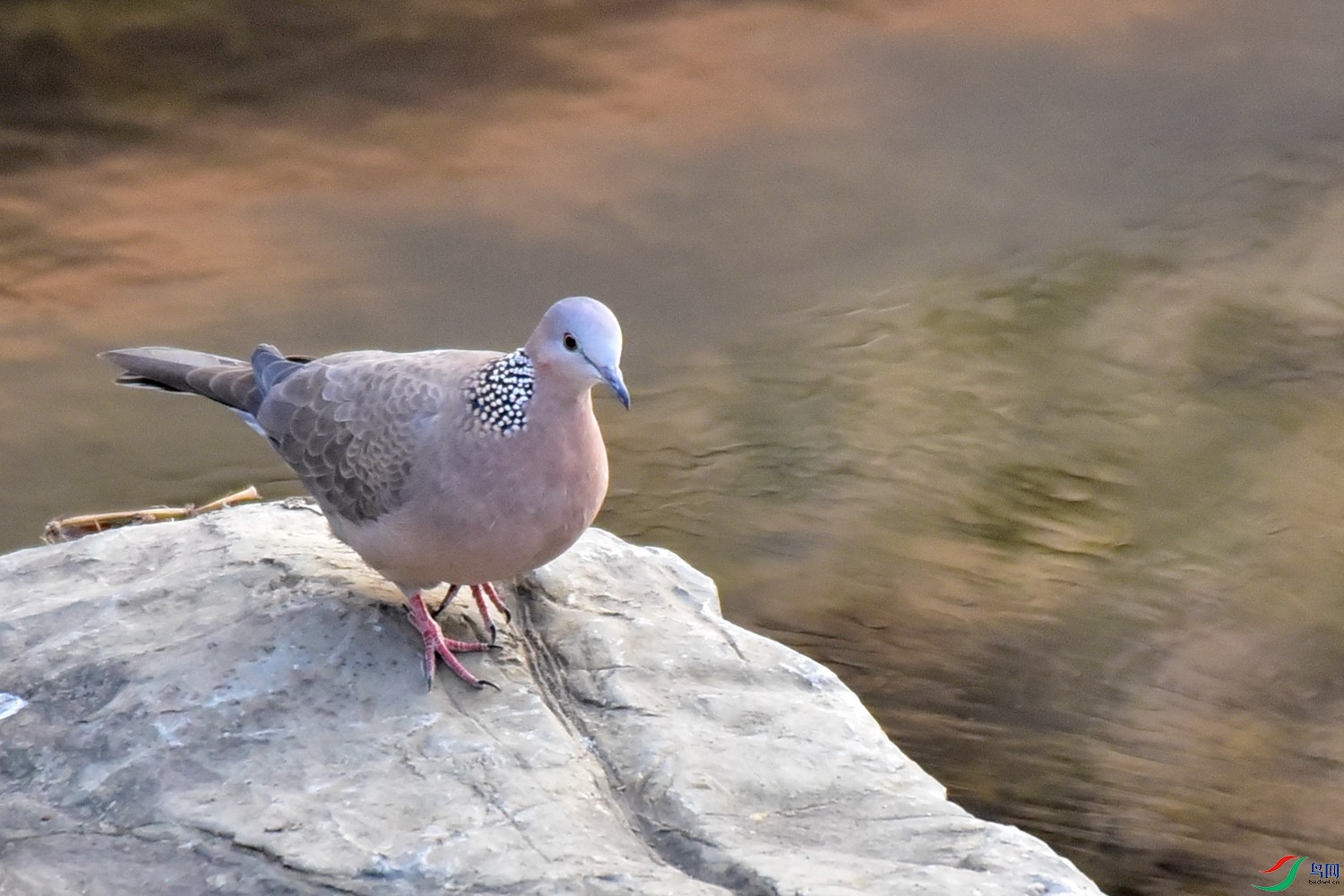 DSC_9738.JPG