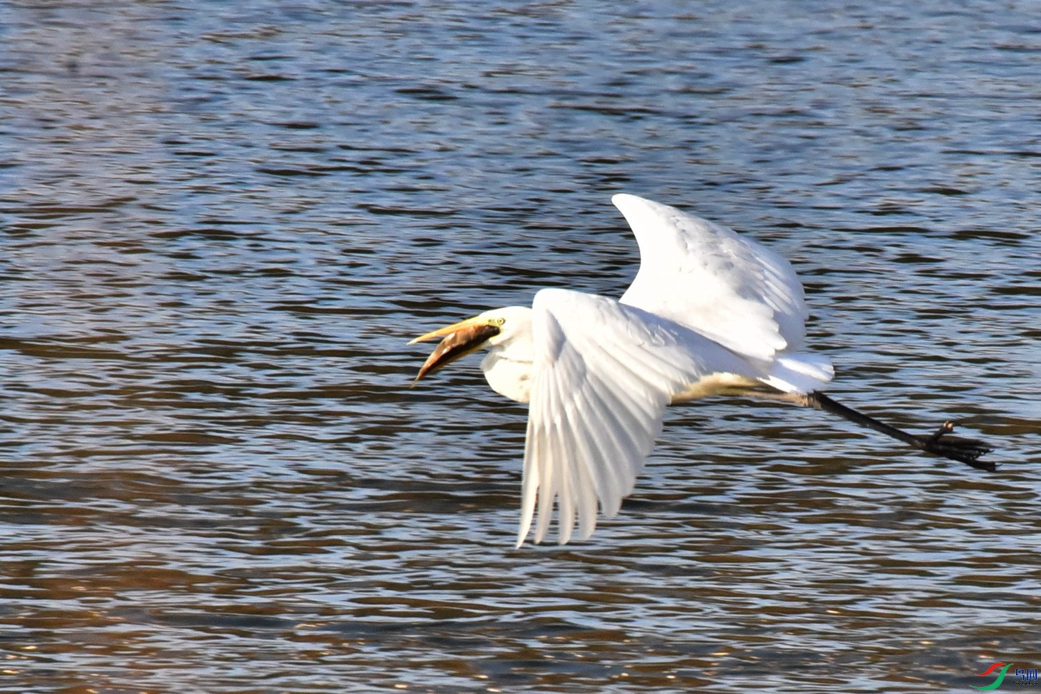 DSC_4879.JPG