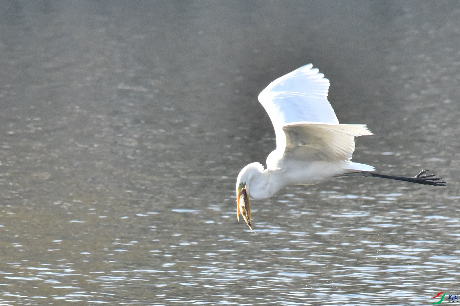 DSC_4884.JPG