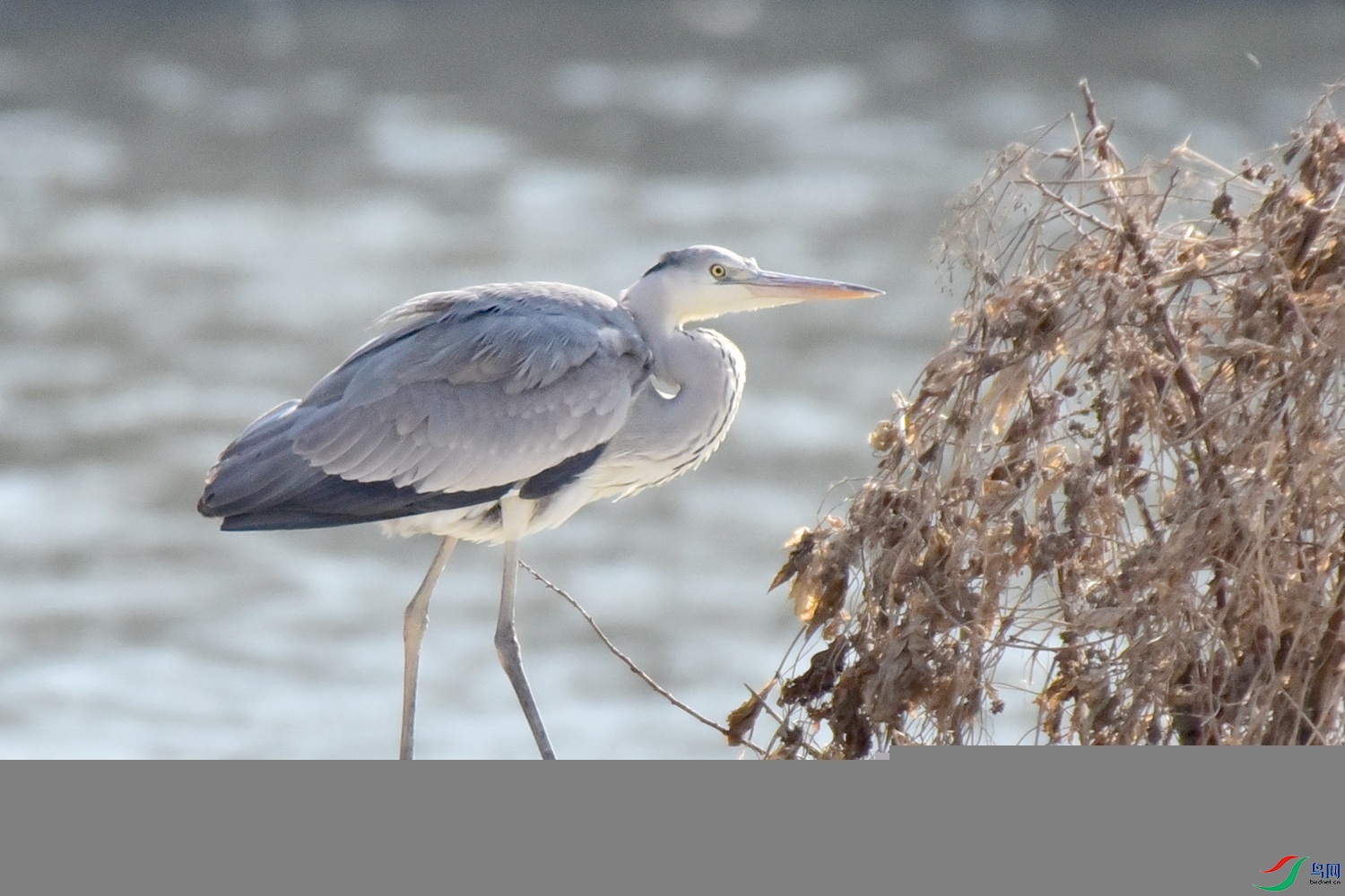 DSC_6203.JPG