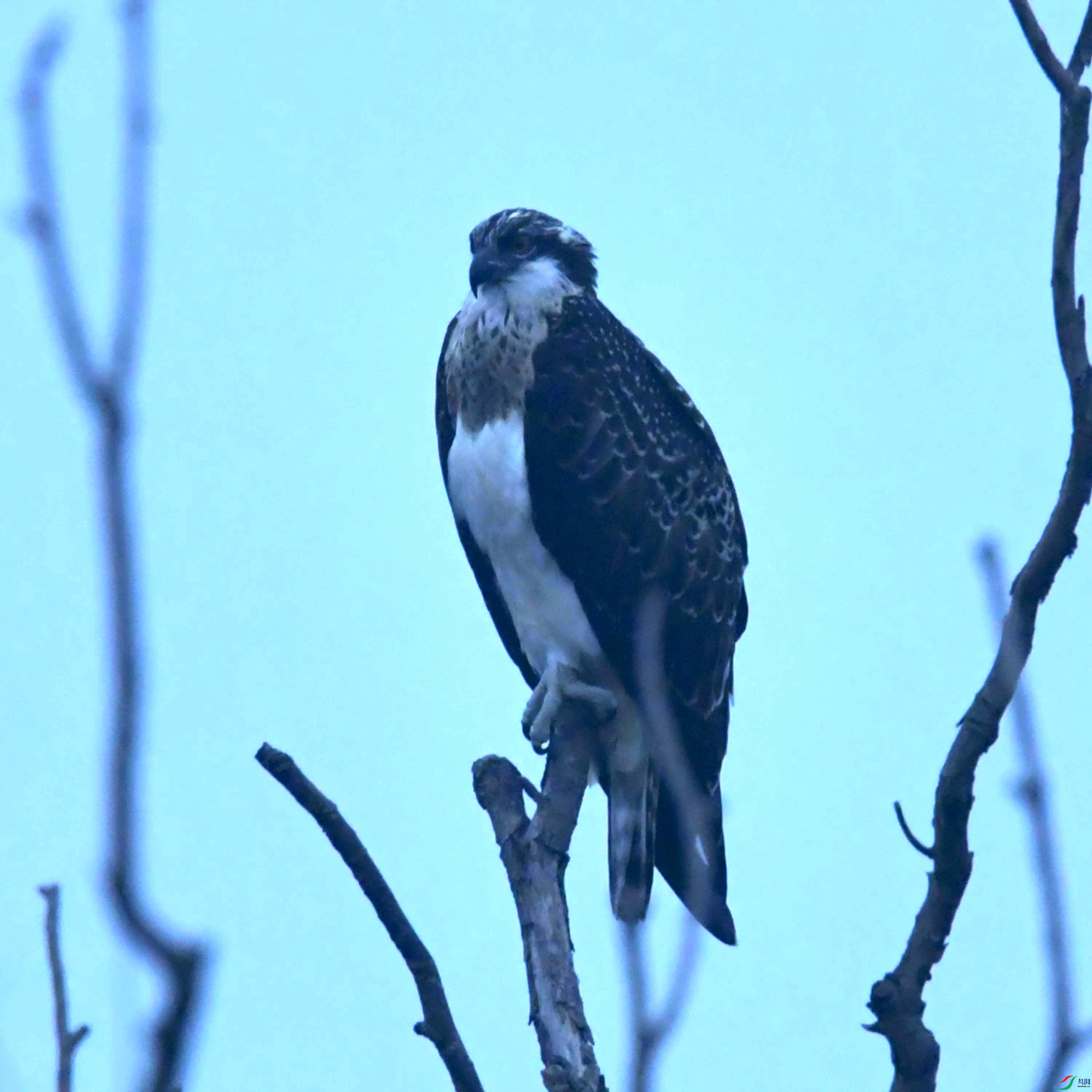 DSC_4223.JPG