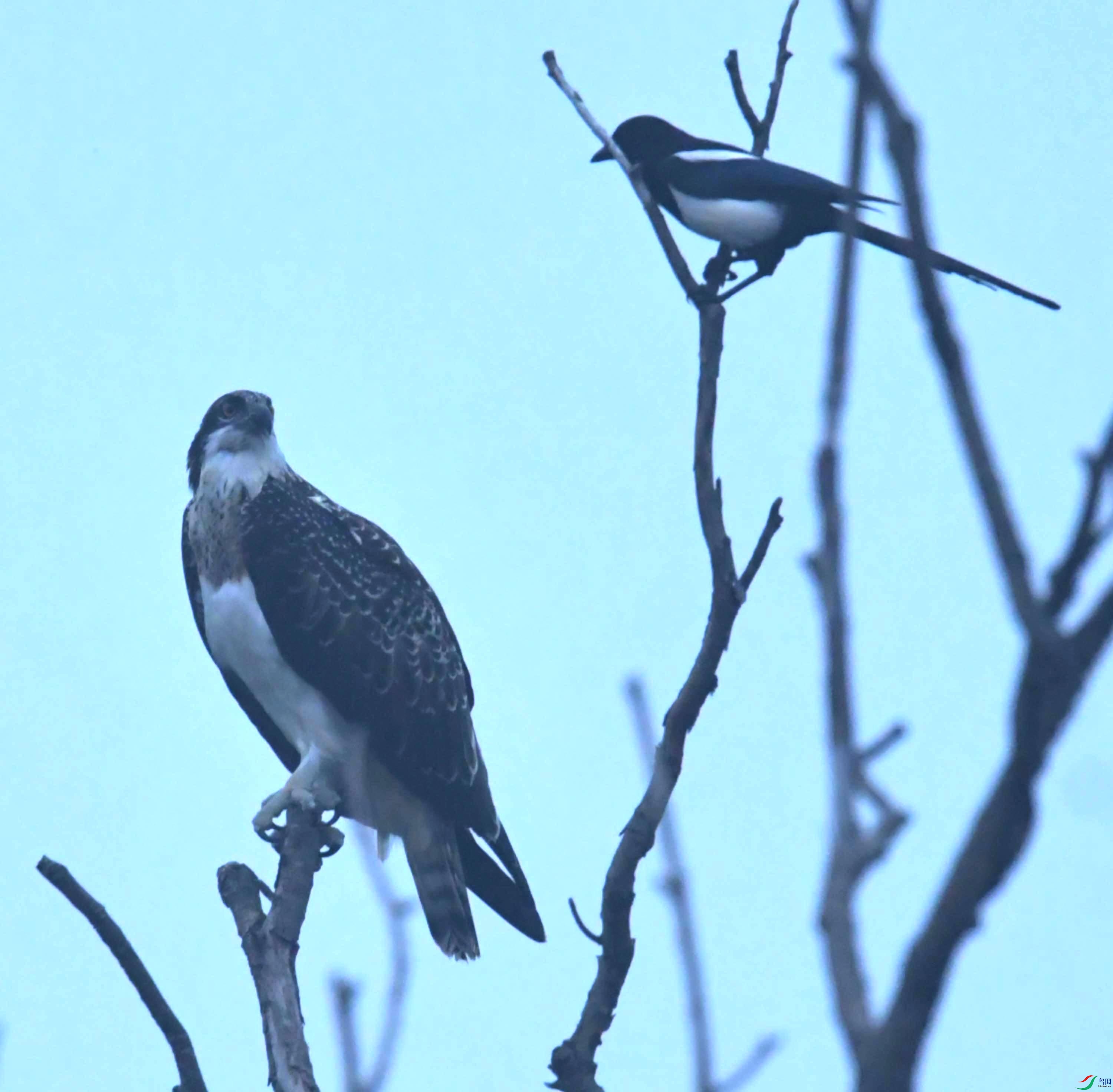 DSC_4237.JPG