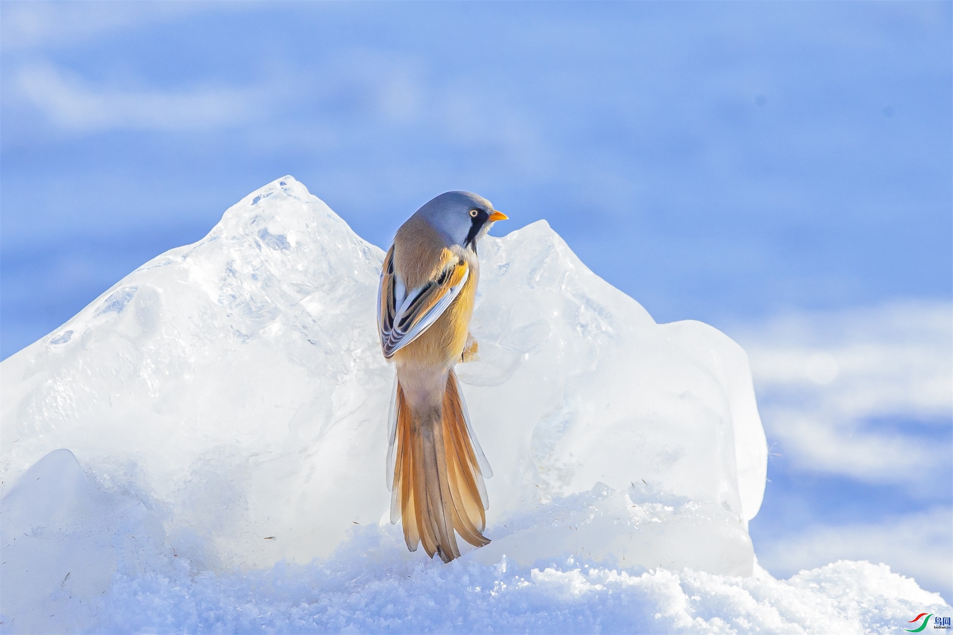 078 ����1.jpg