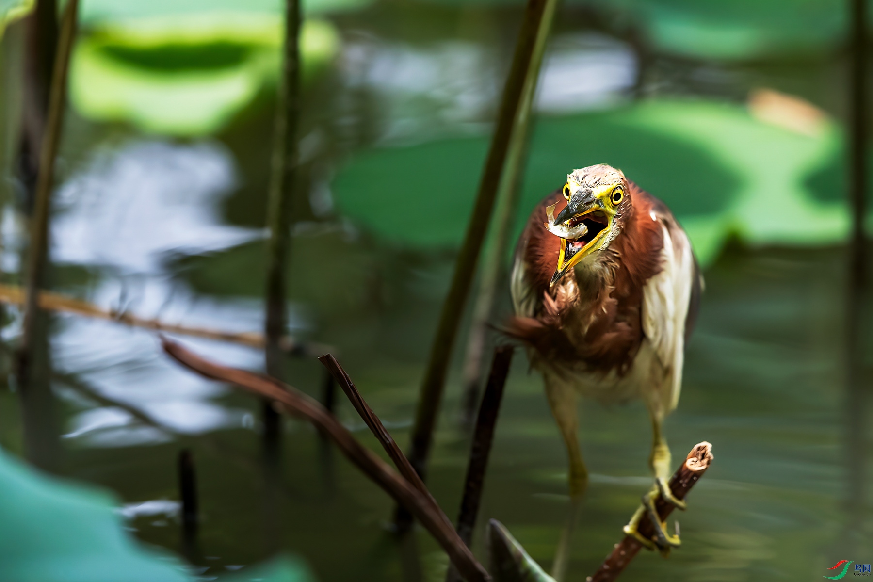 _F1I5112-2_����.jpg