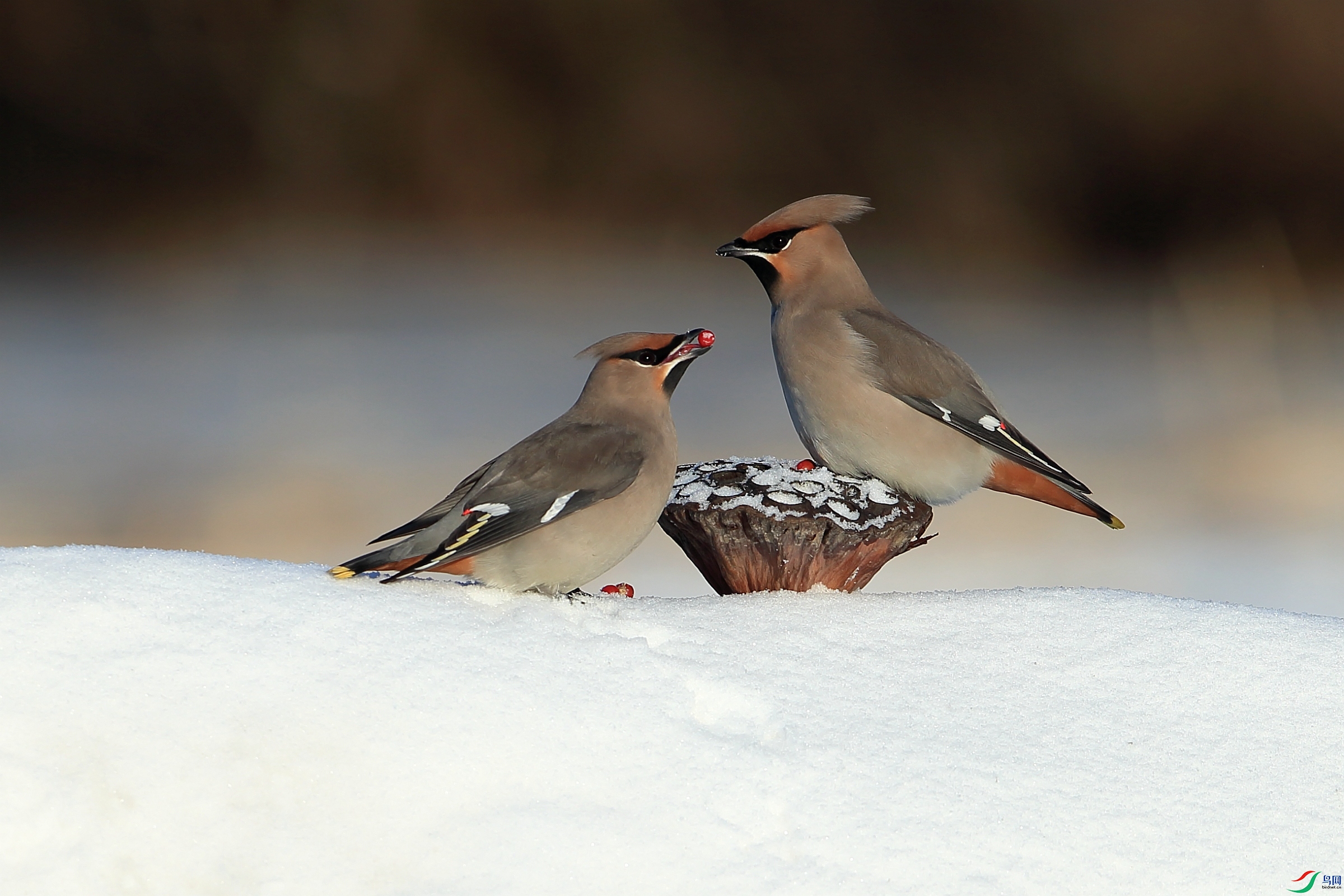 _P0P 00_����_����_����_����.jpg