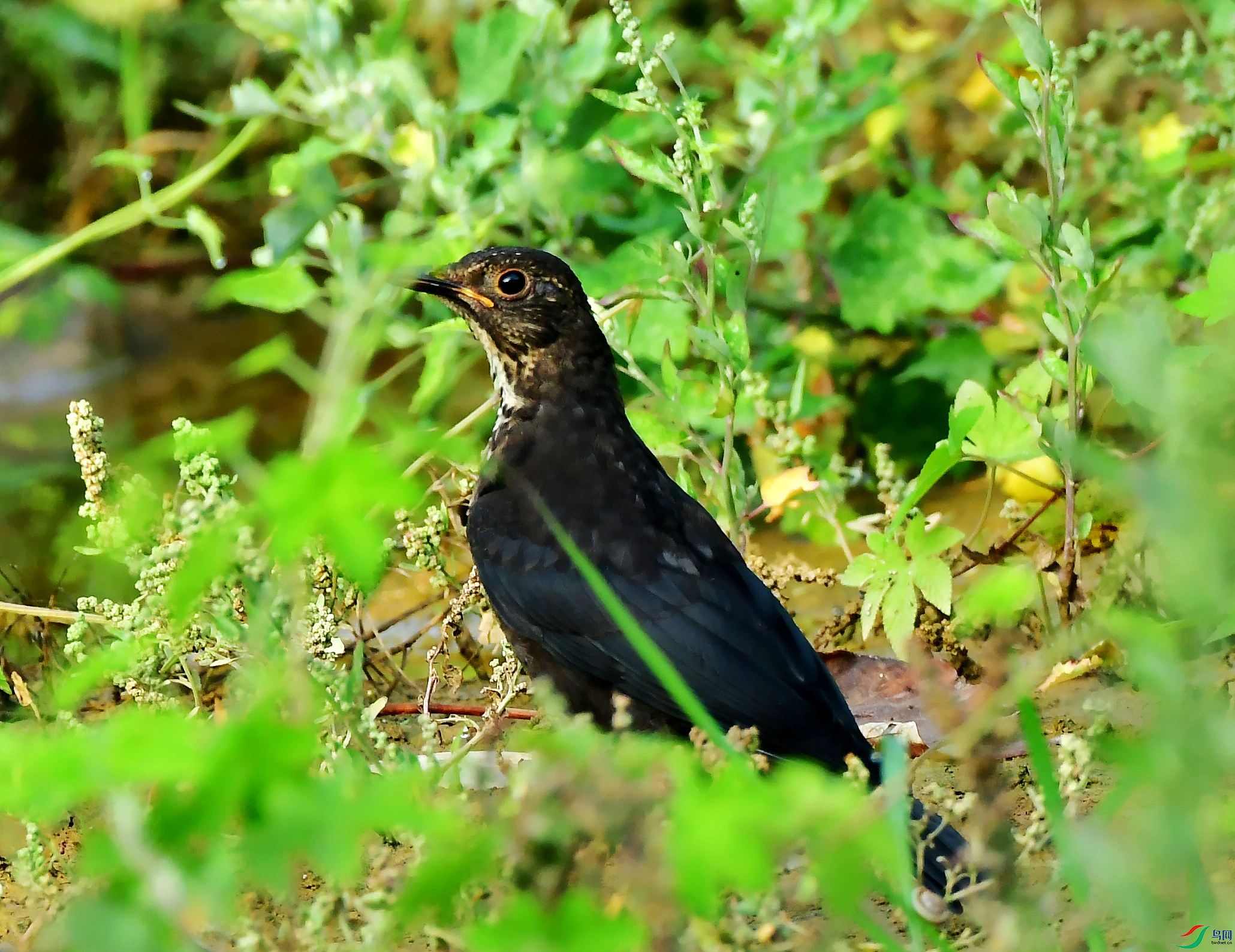 DSC_5173_conew1.jpg