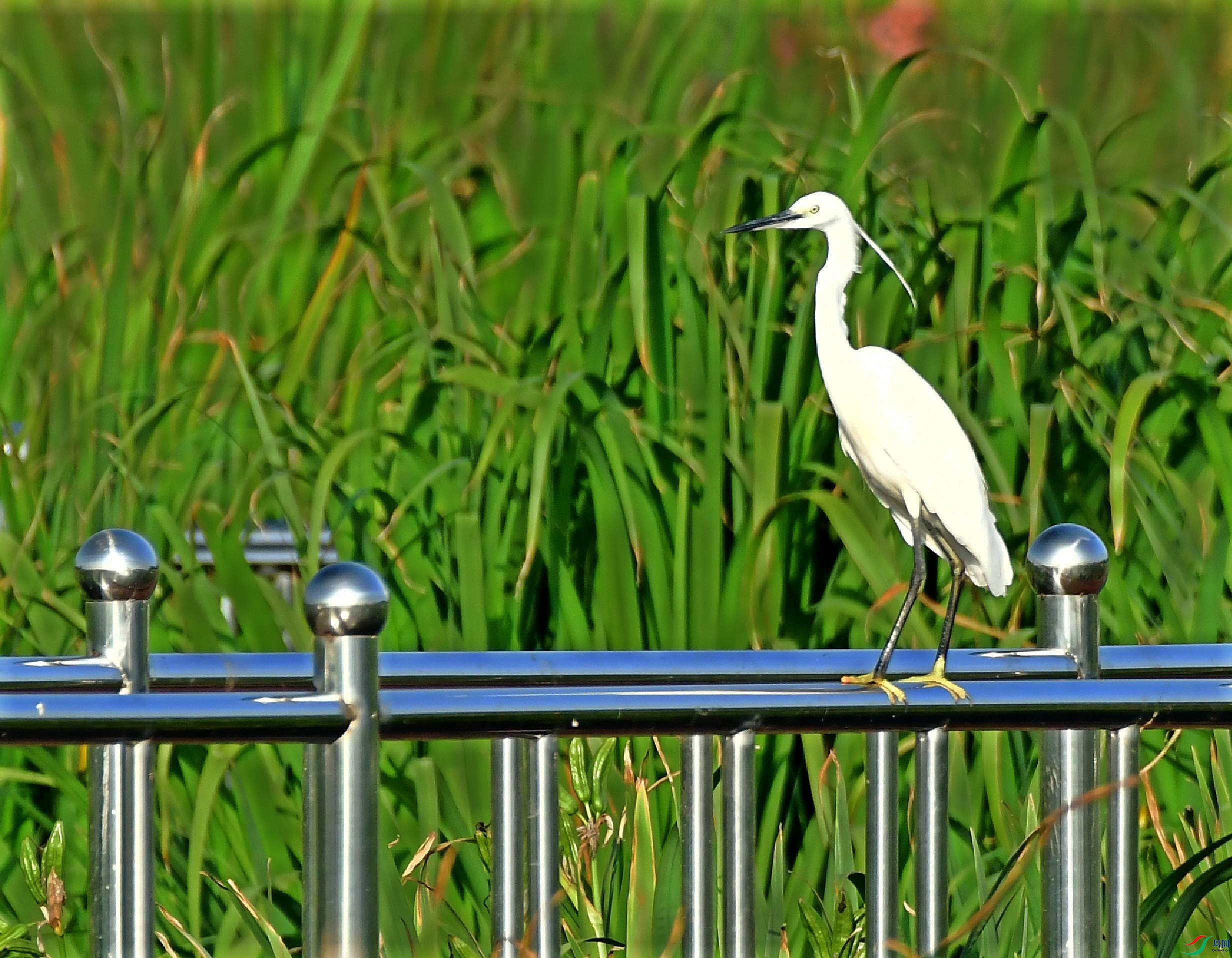 DSC_5330_conew1.jpg