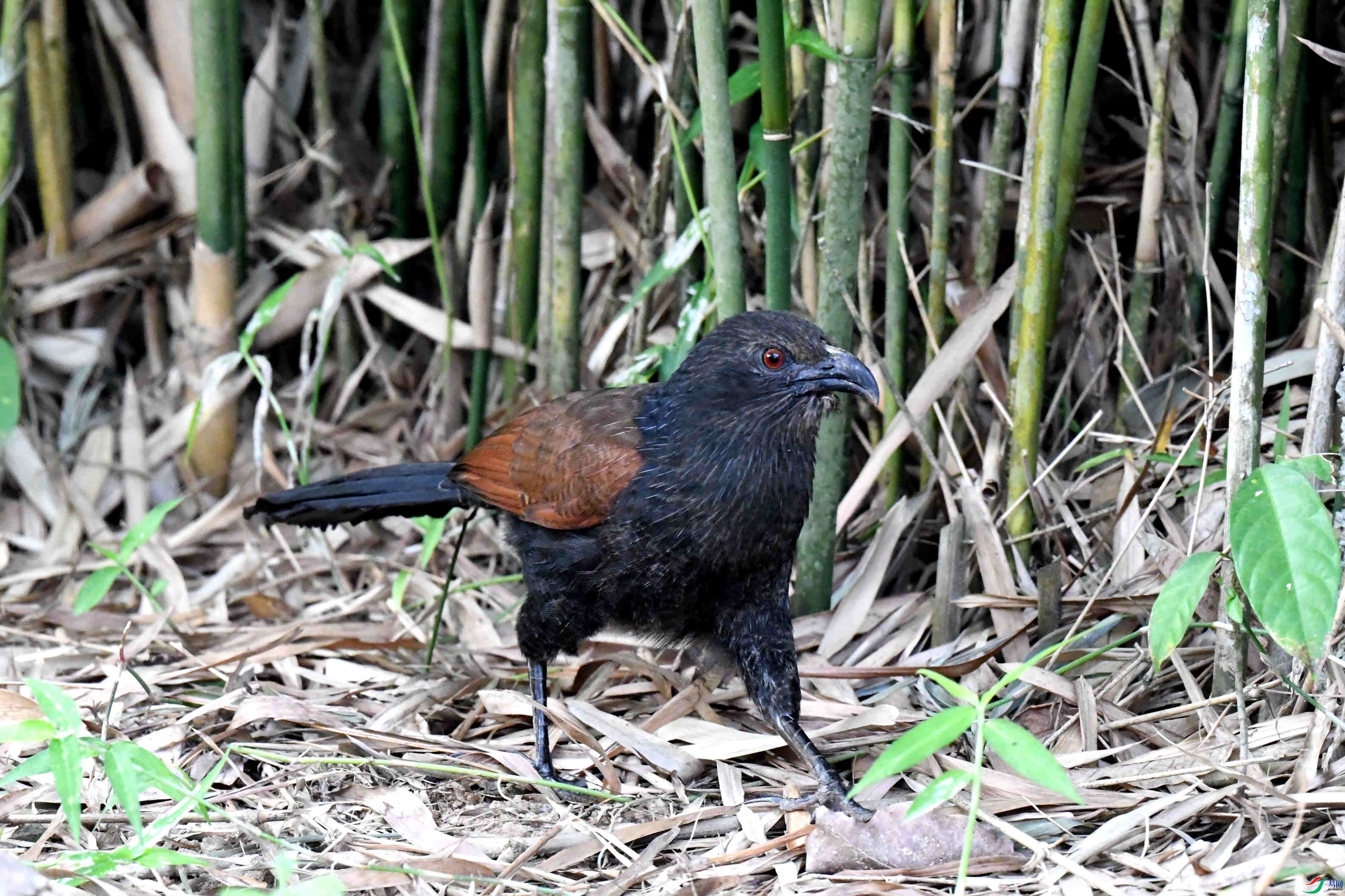 ���ϲ���֮����ë�����ֳ�ѻ�� (2).JPG