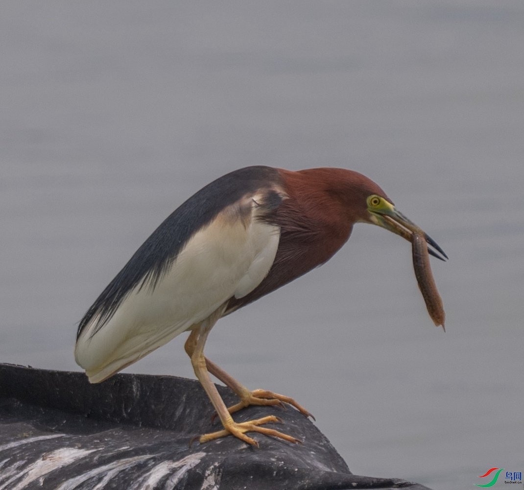 DSC_7693_����.jpg