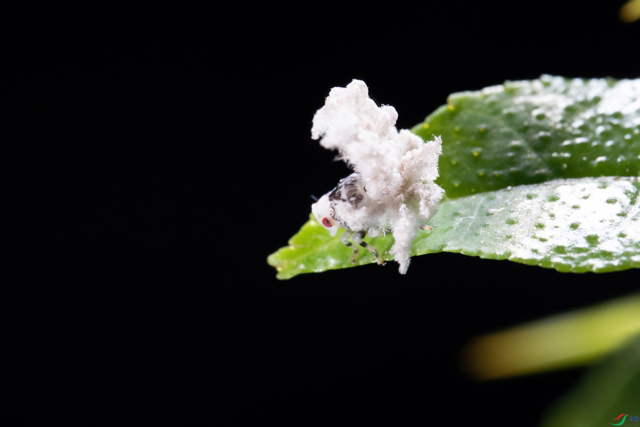 DSC_0047-x.jpg