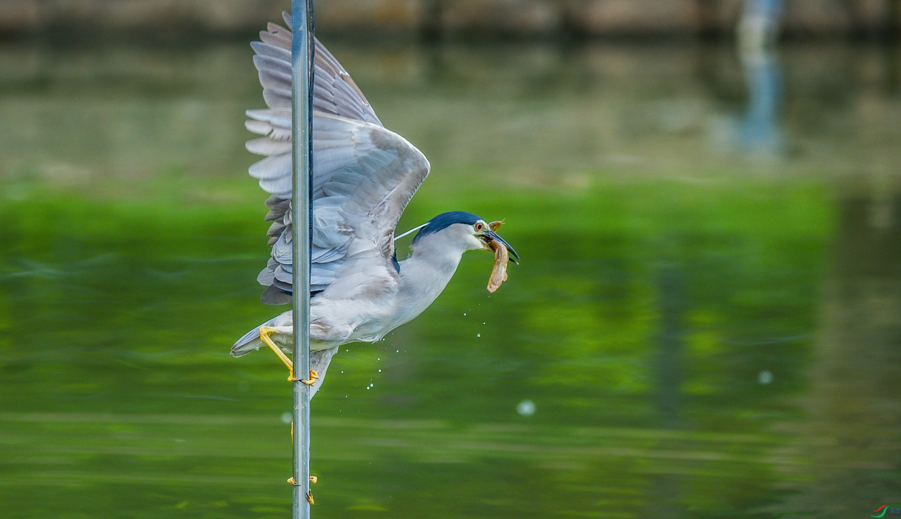 DSC_7620����.jpg