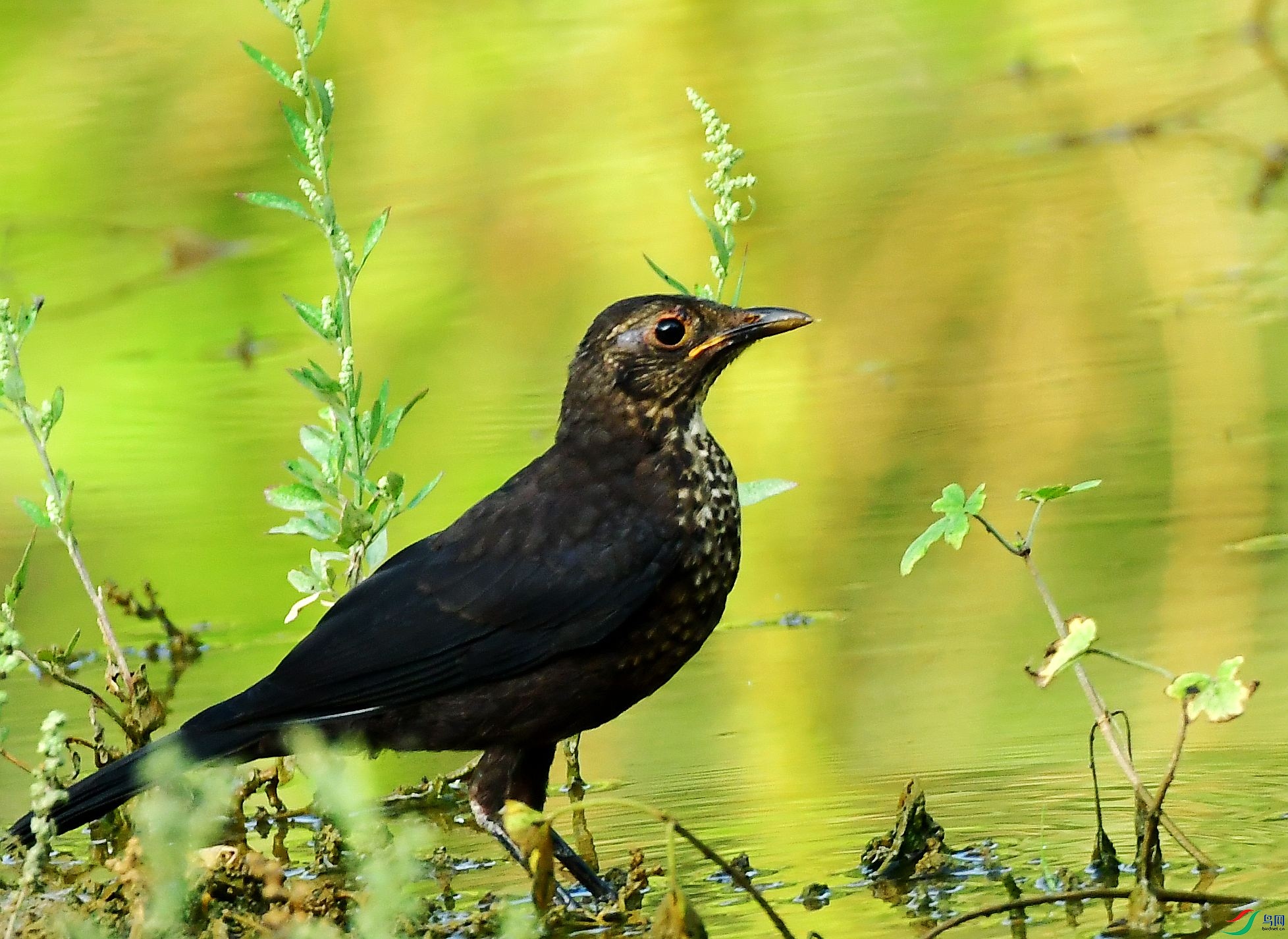 DSC_5181_conew1.jpg