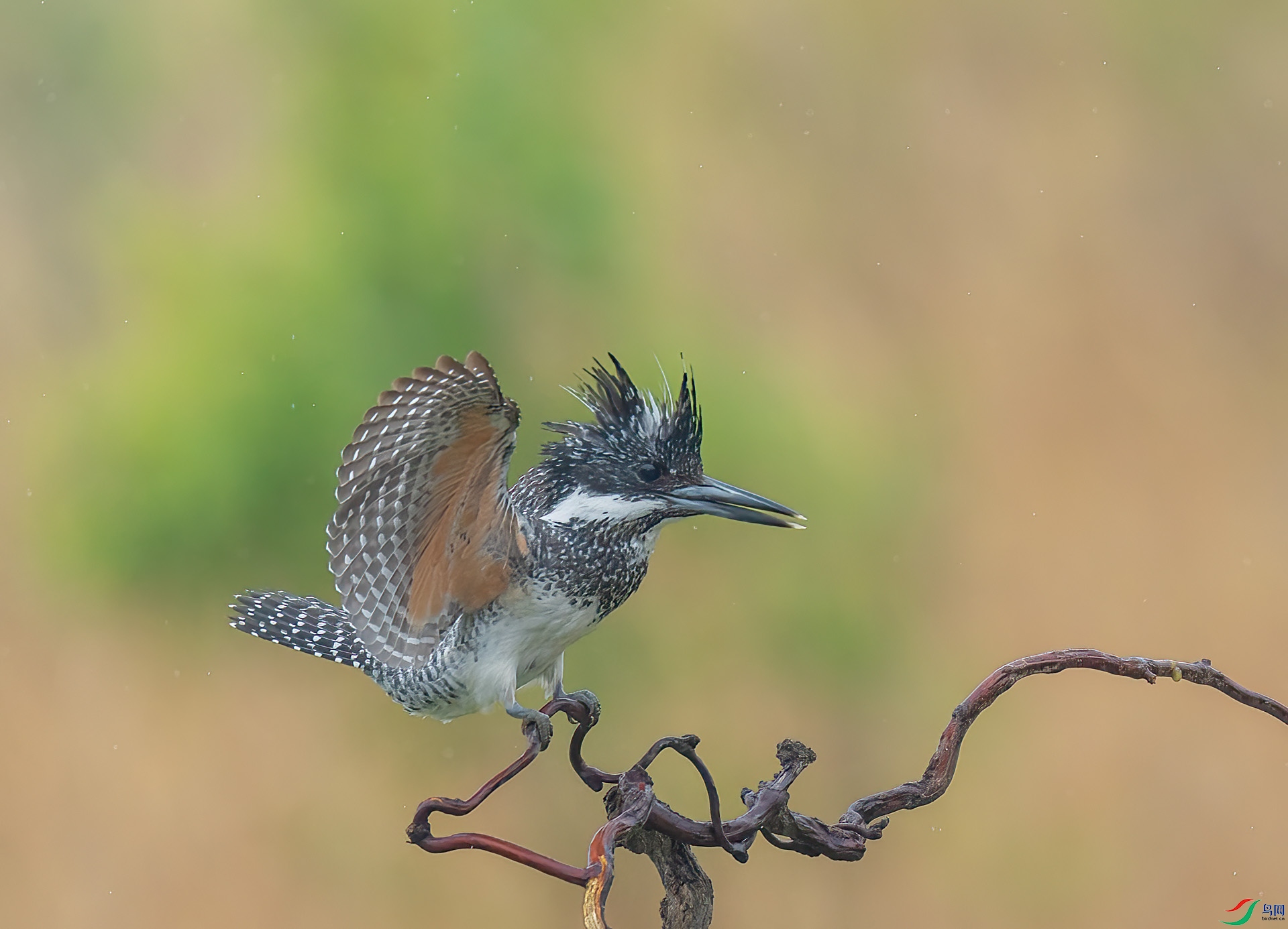 DSC_0049 ����.jpg