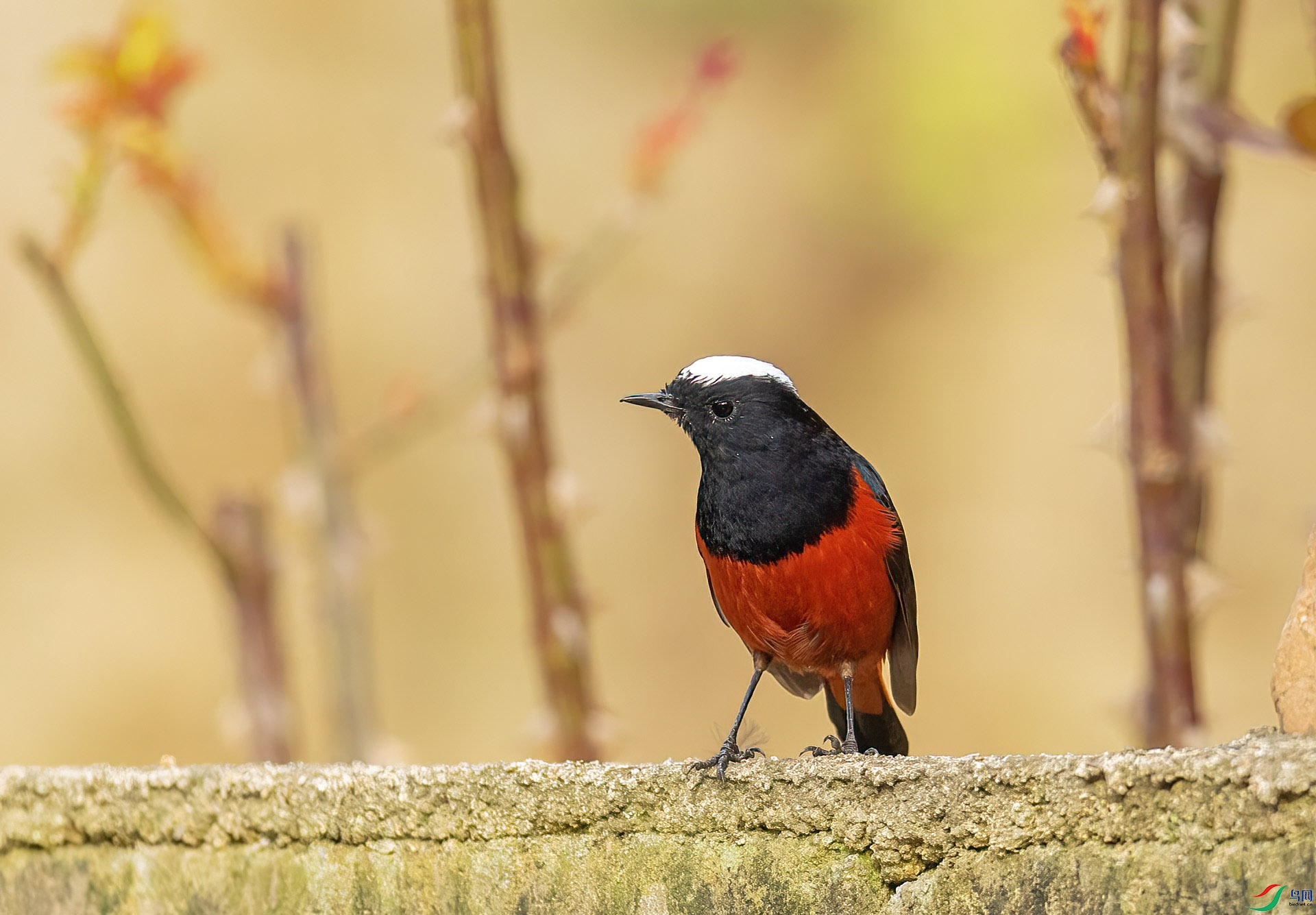 DSC_8738 ����.jpg