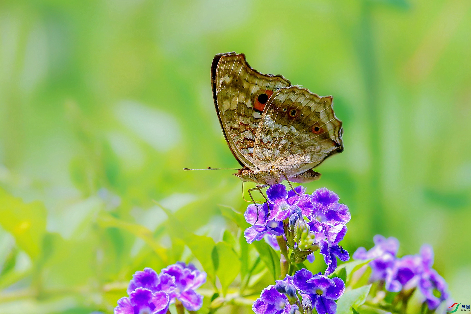 AZ6R4383  _����.jpg