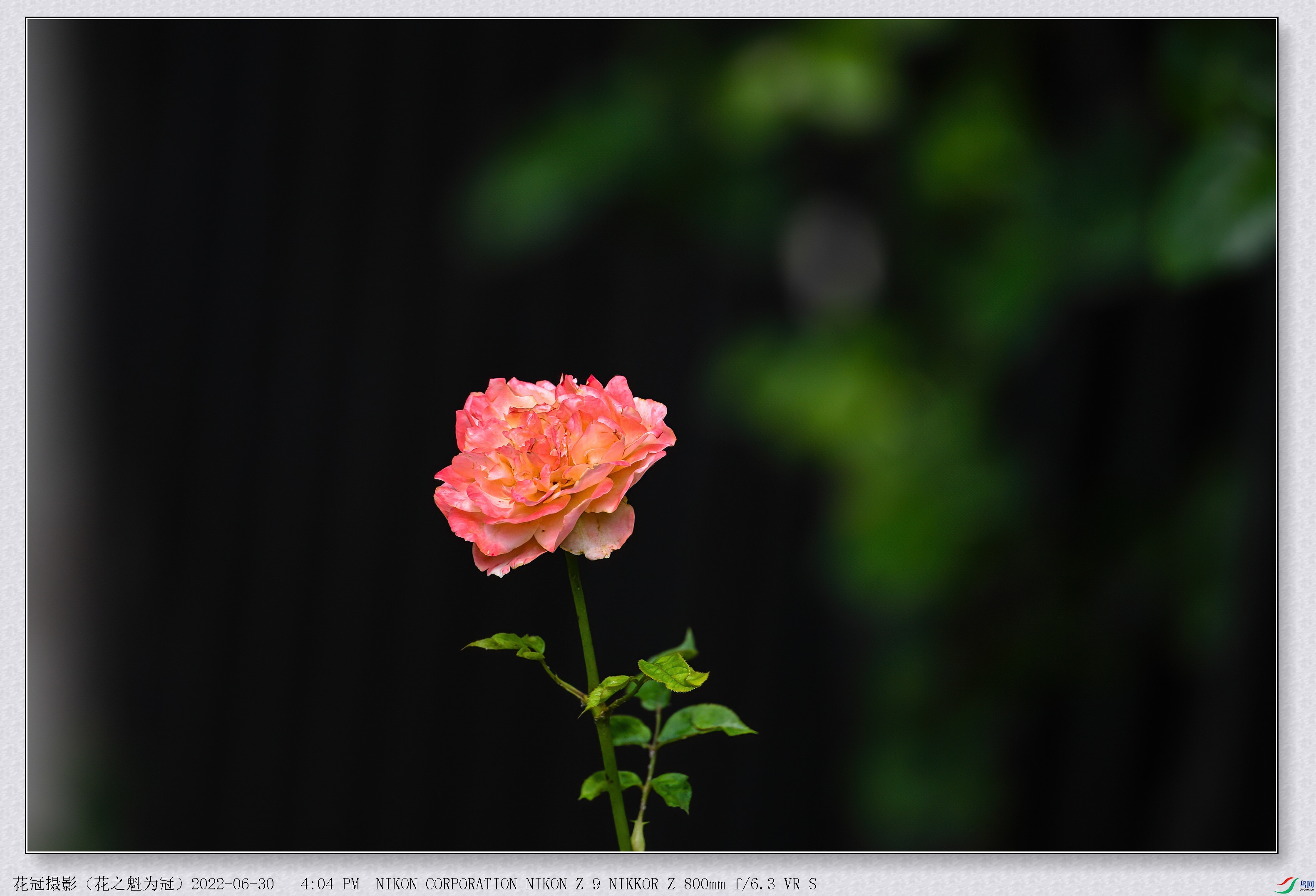 DSC_8068B-1-DeNoiseAI-low-light_����.jpg