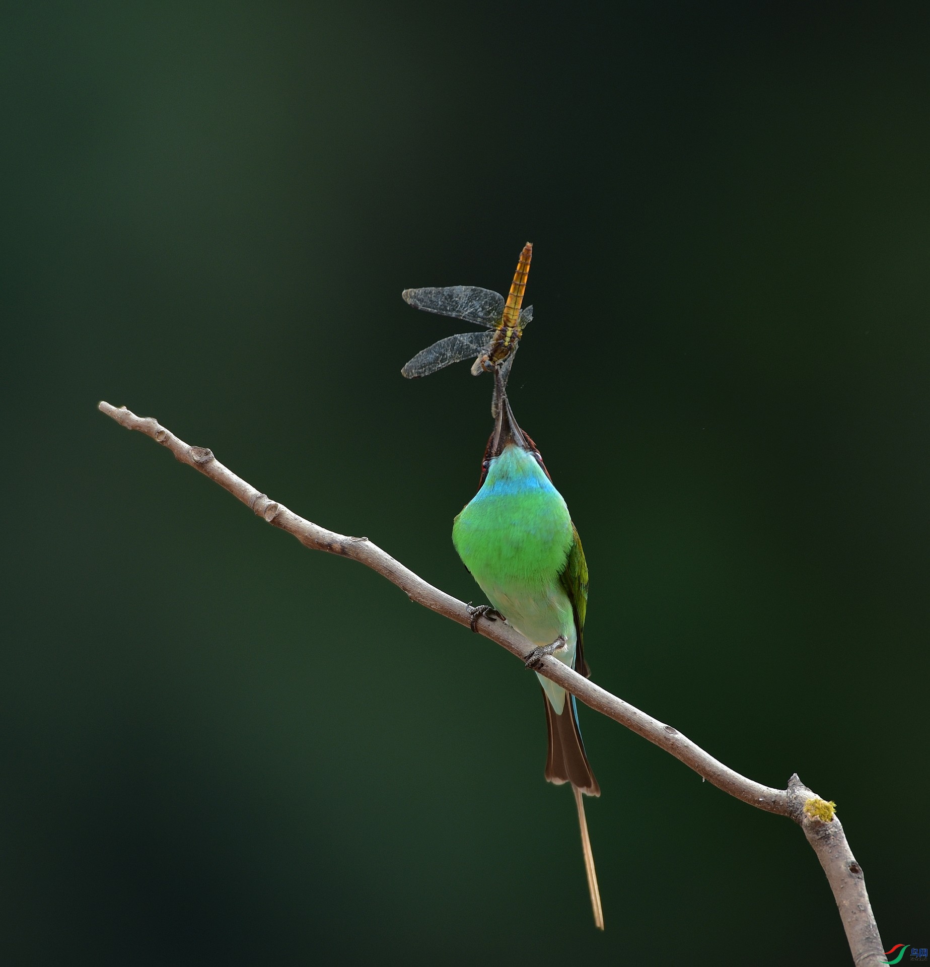 D8I_2464.jpg