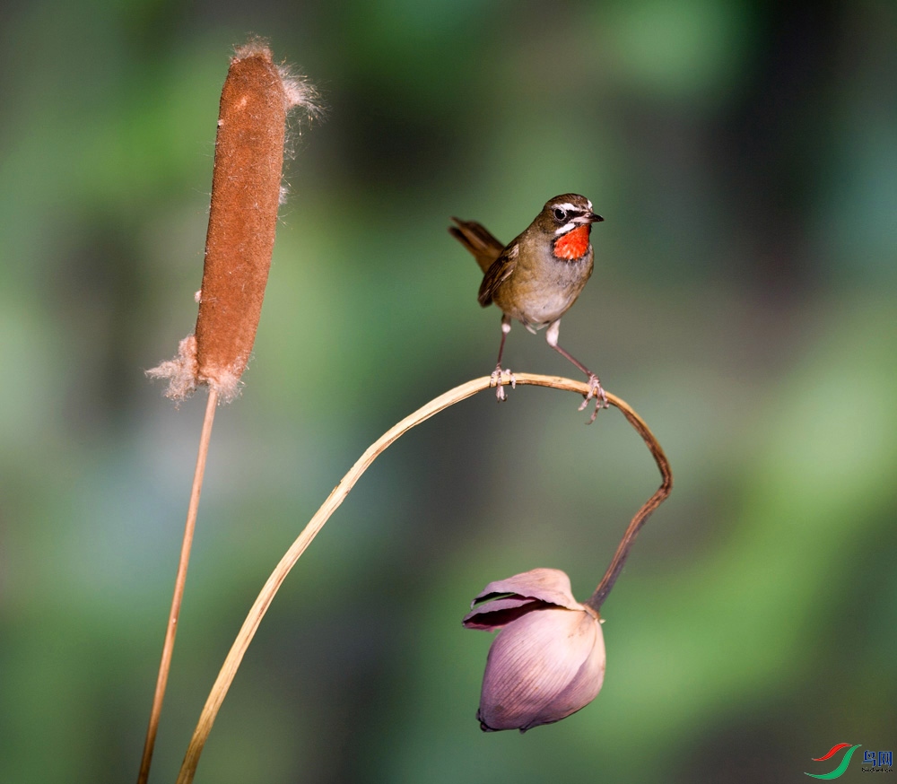 ������( ���� ).jpg