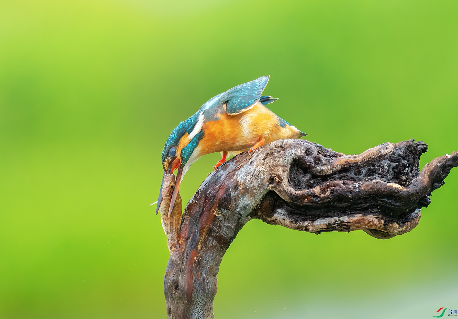 DSC_0506 ����.jpg