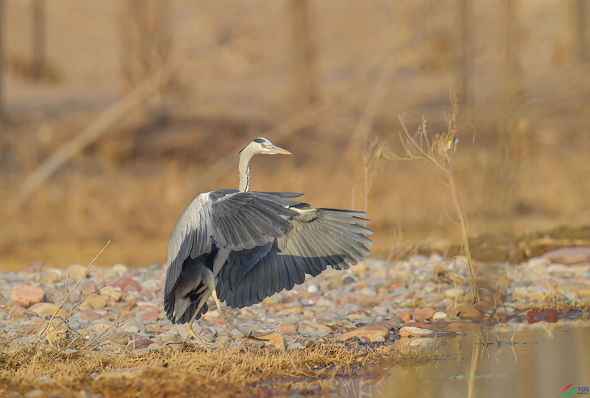 DSC_1747.JPG