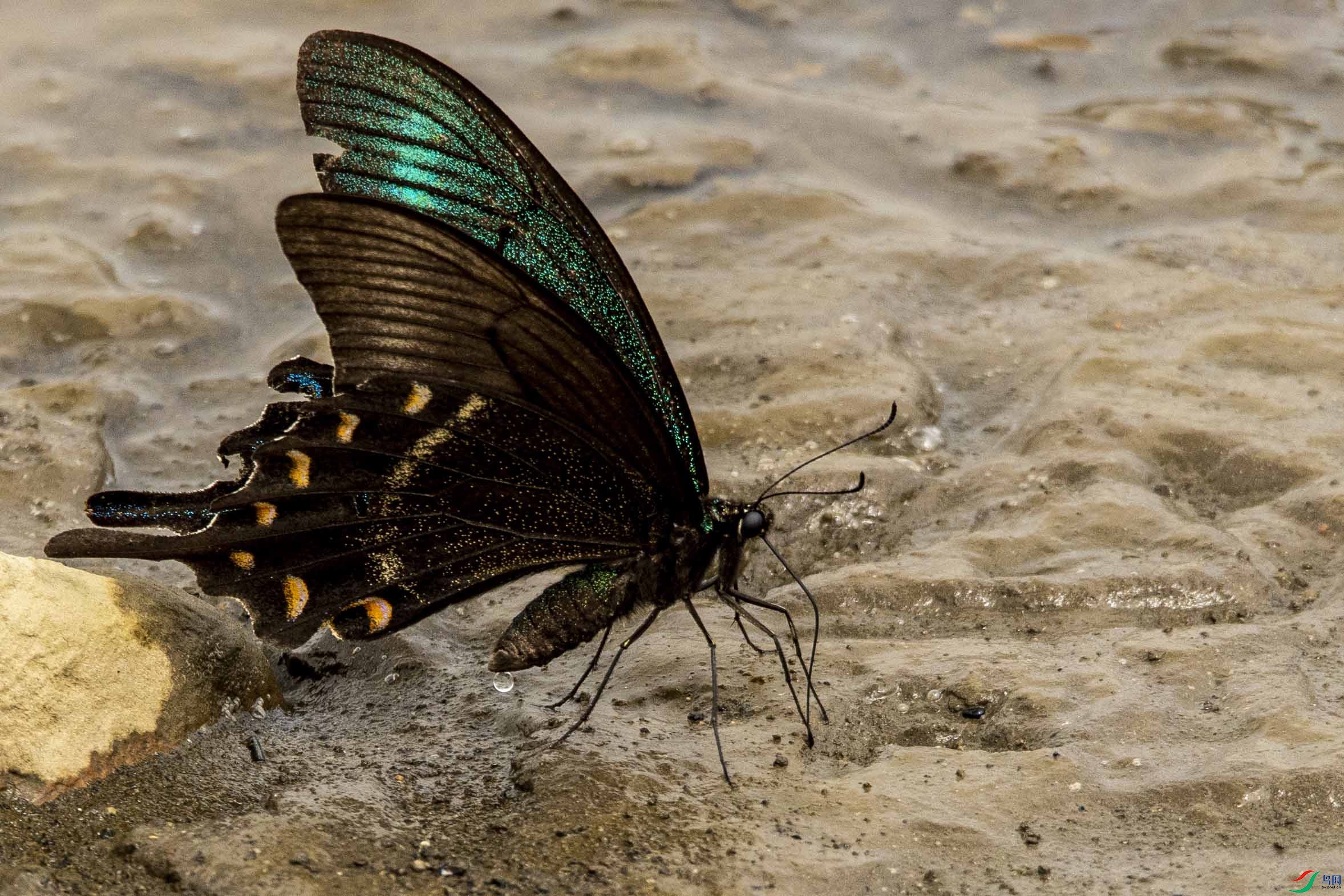 ����ɳ̲����1