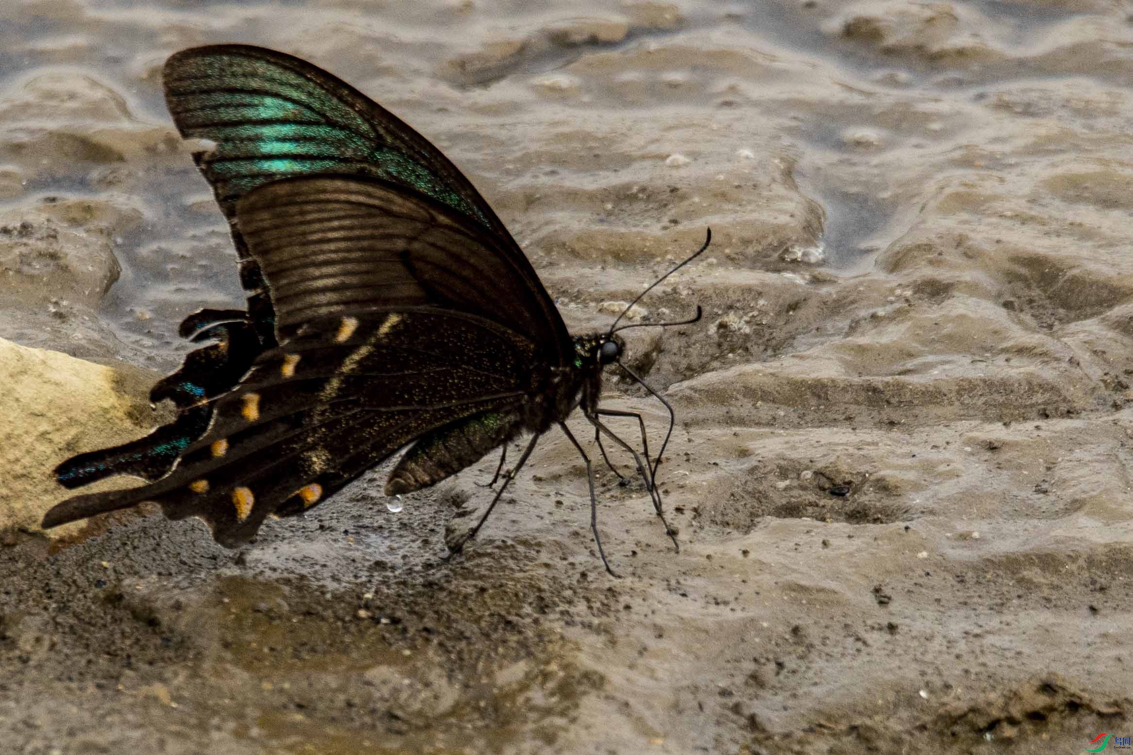 ����ɳ̲����4