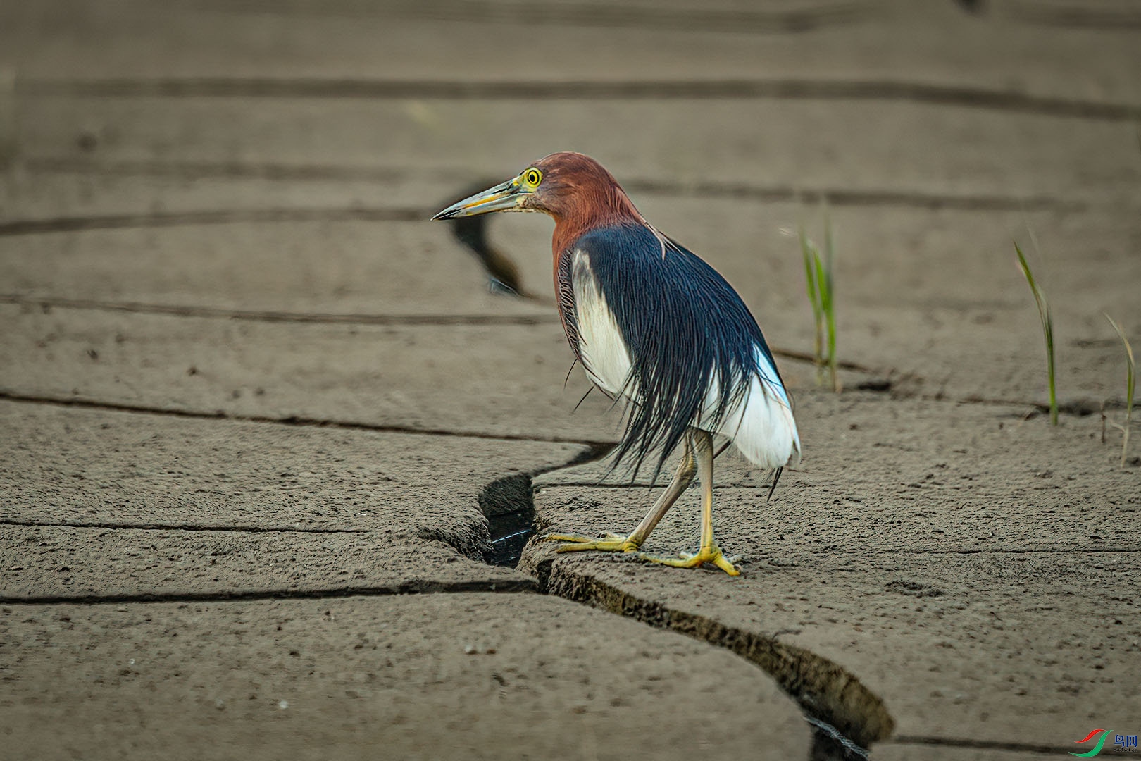 DSC_9570.jpg