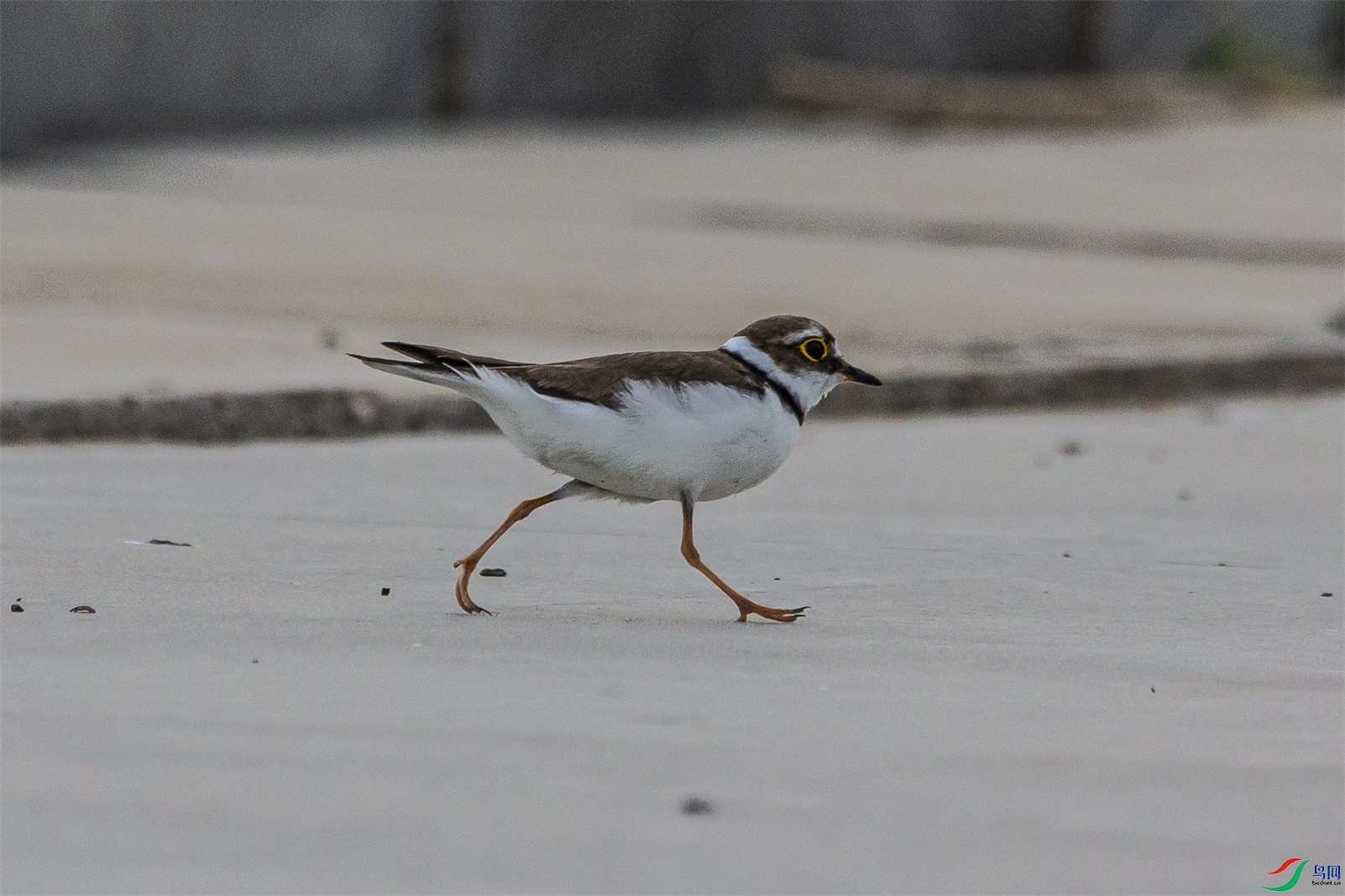 DK7T0131 ����1.jpg