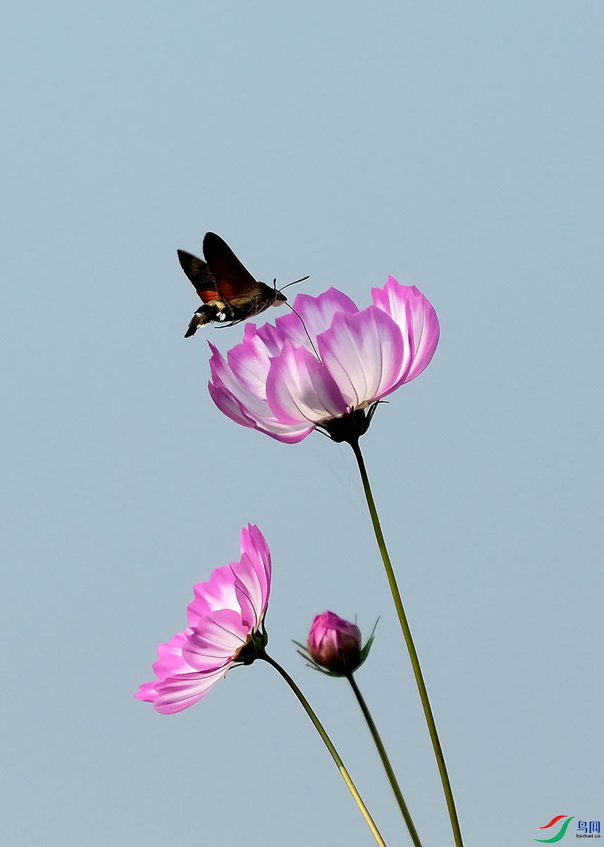 DSCF7349.JPG
