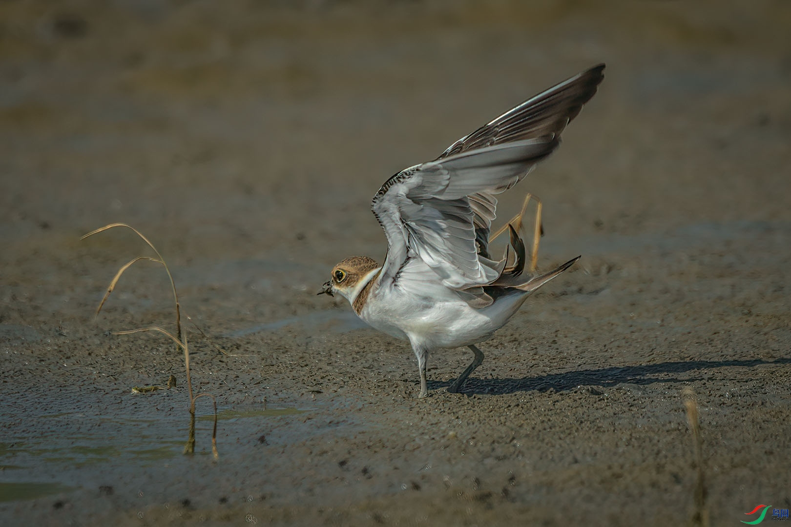 DSC_8246.jpg