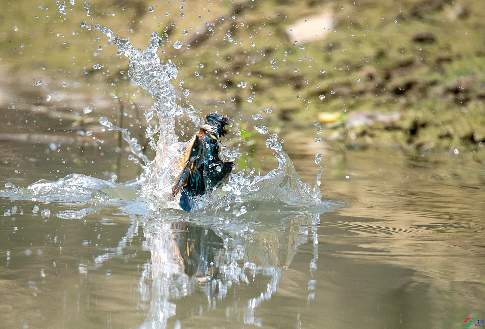 DSC_3079.jpg