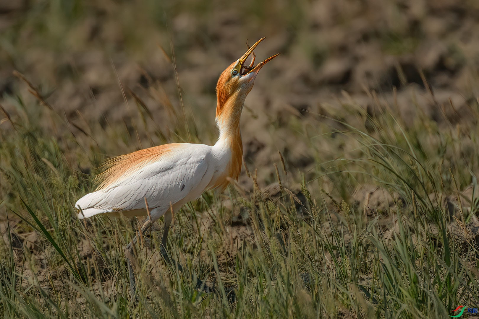 DSC_7490.jpg