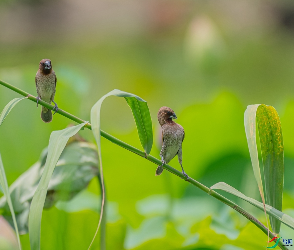 DSC_7526.jpg